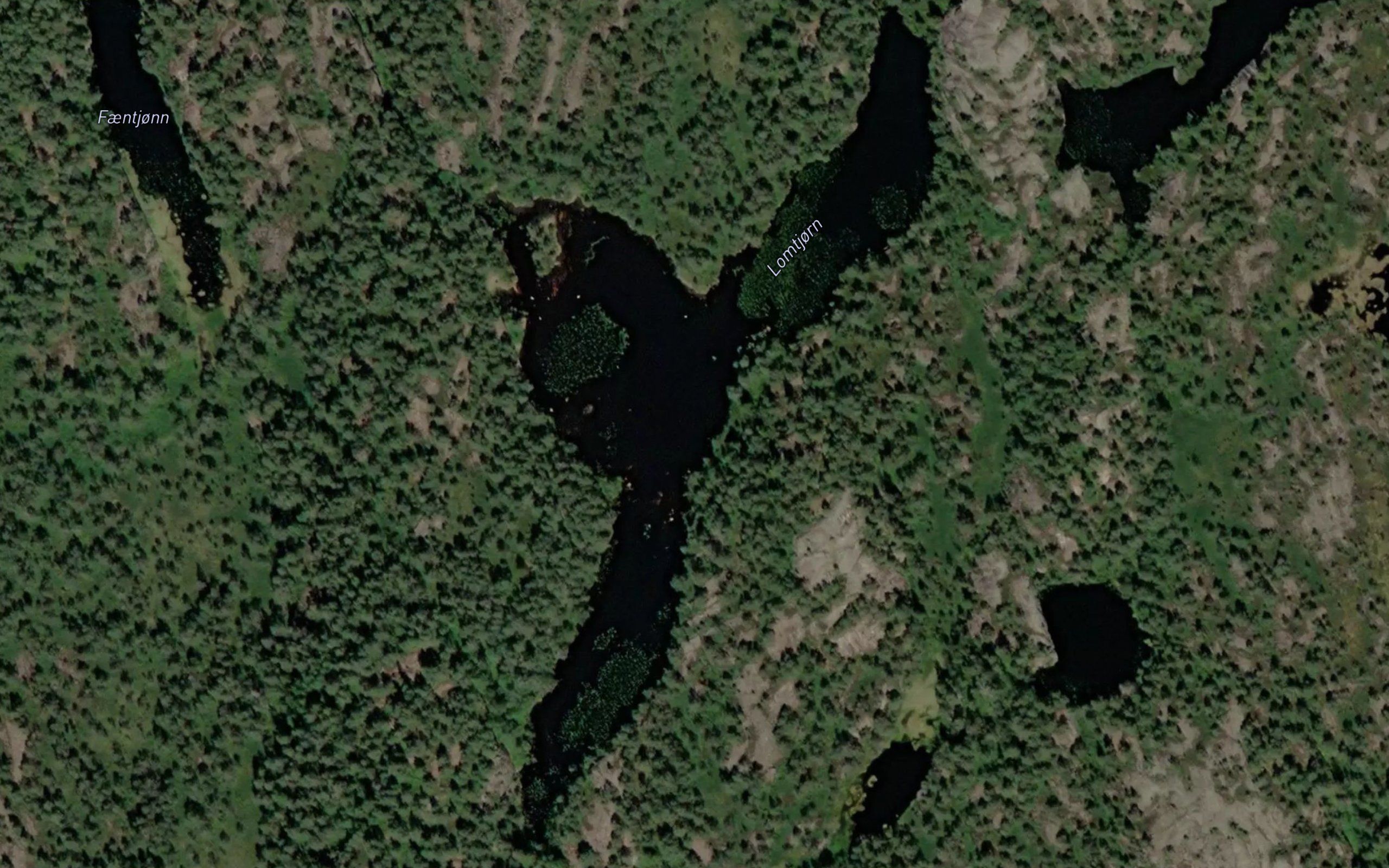 Lomtjorn