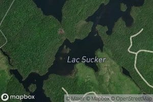 Lac Sucker