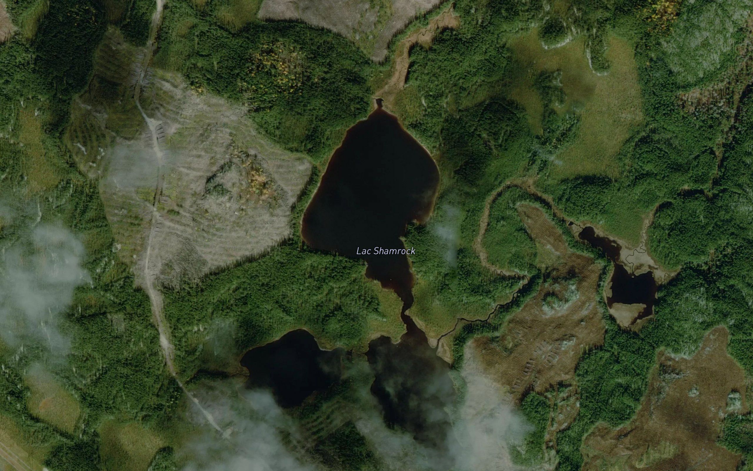 Lac Shamrock