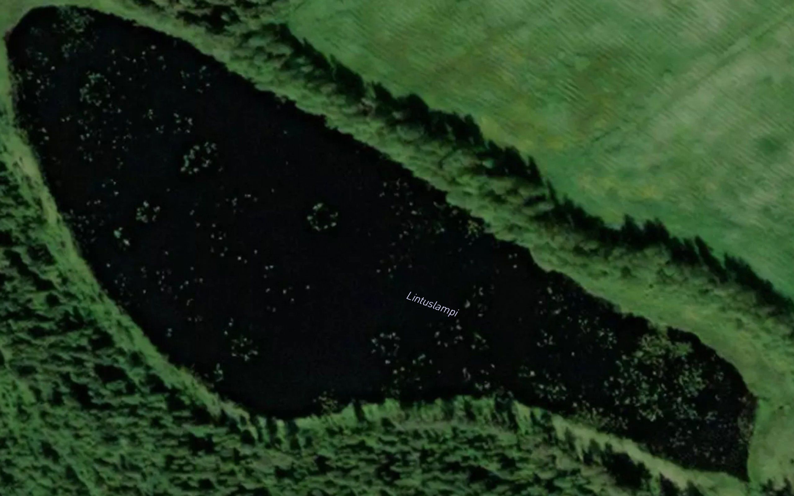 Lintuslampi