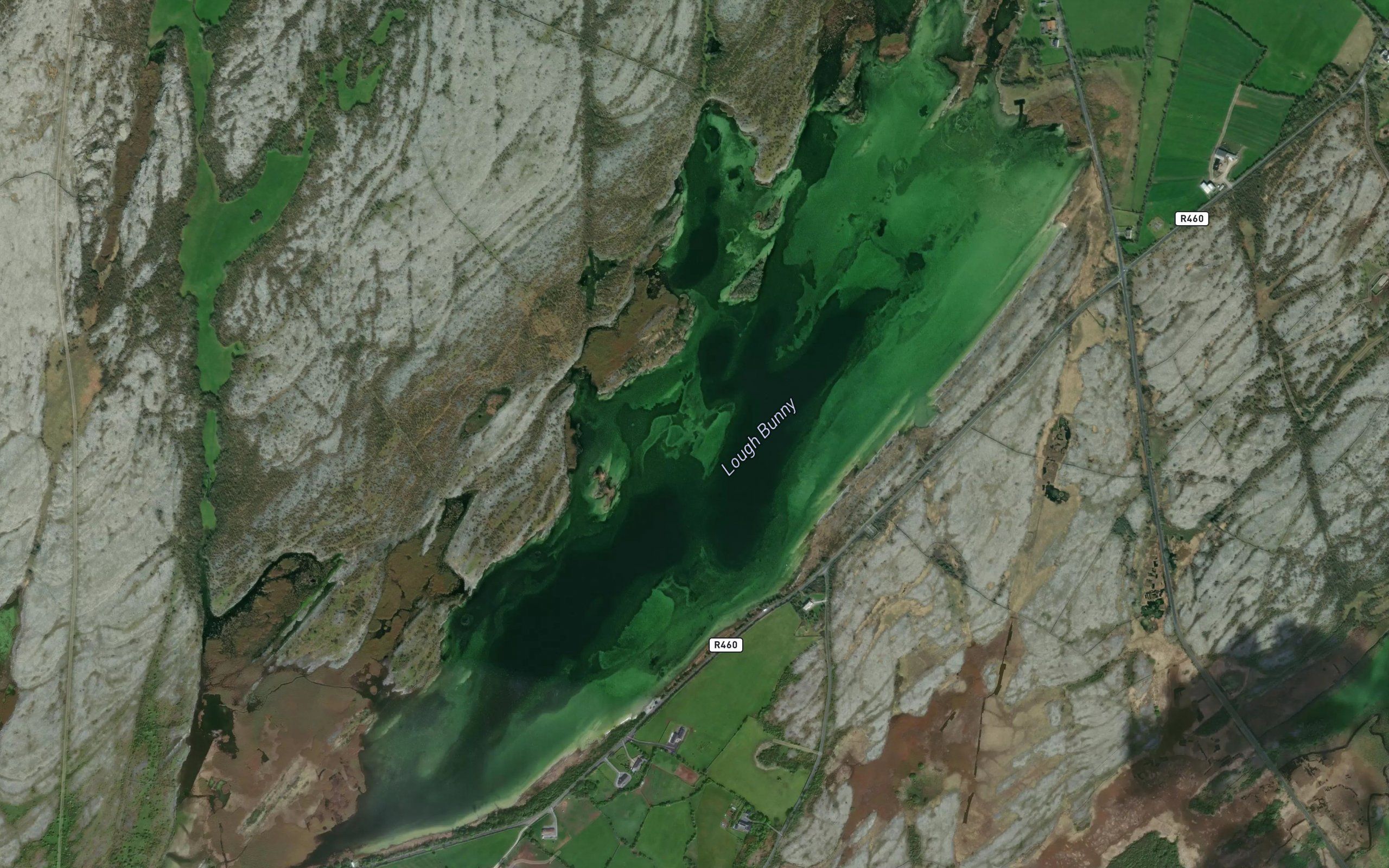 Lough Bunny