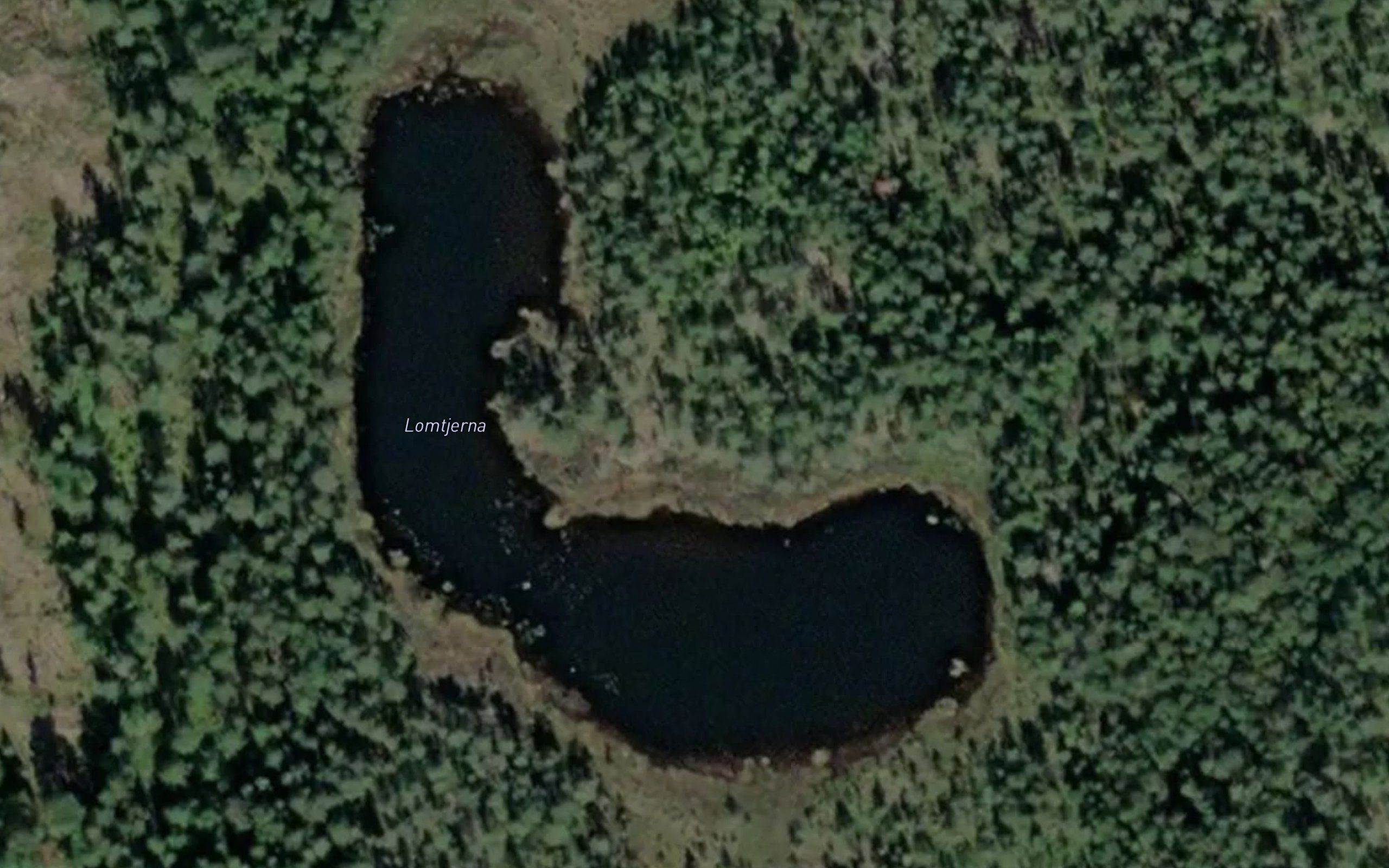 Lomtjerna