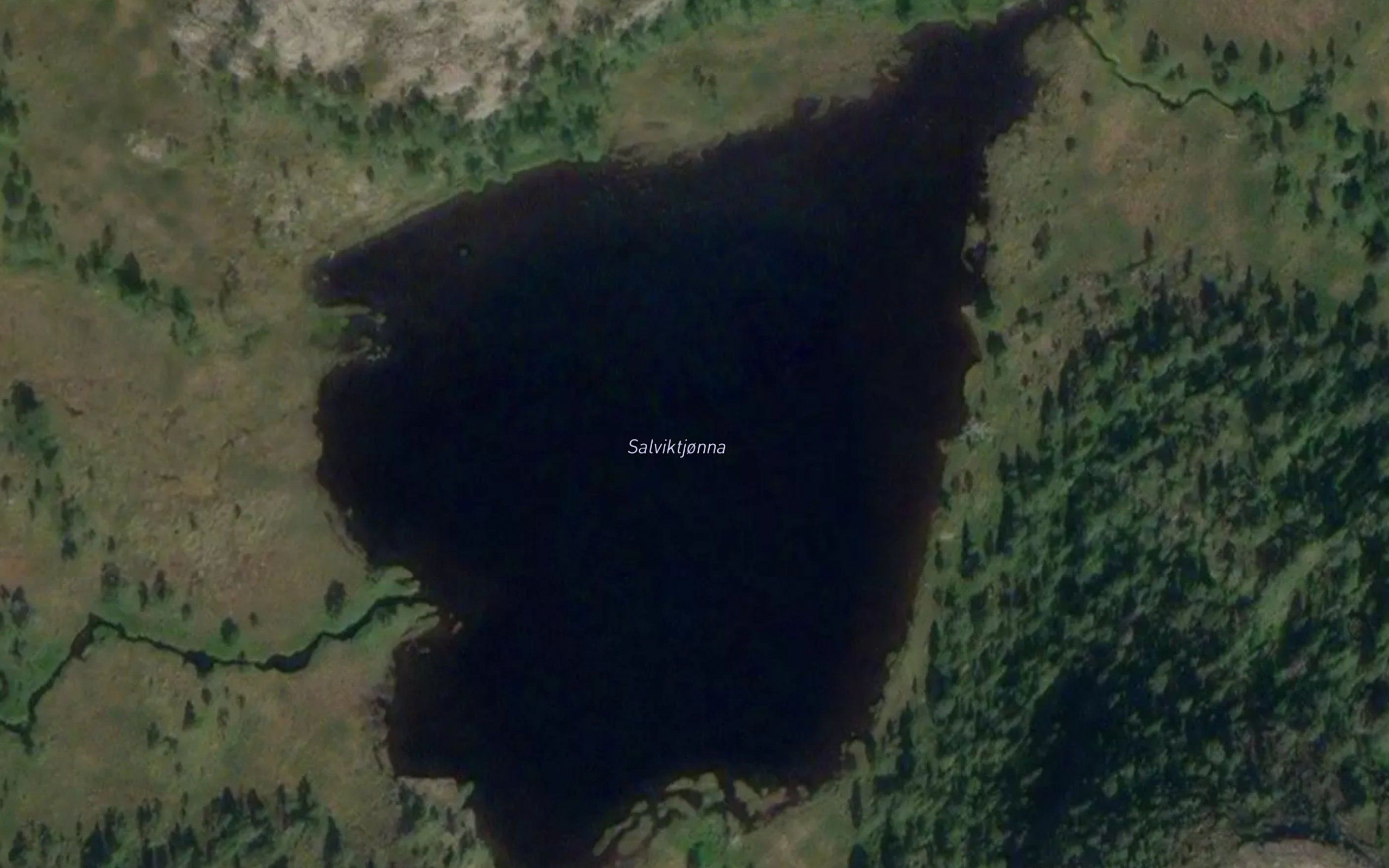 Salviktjorna