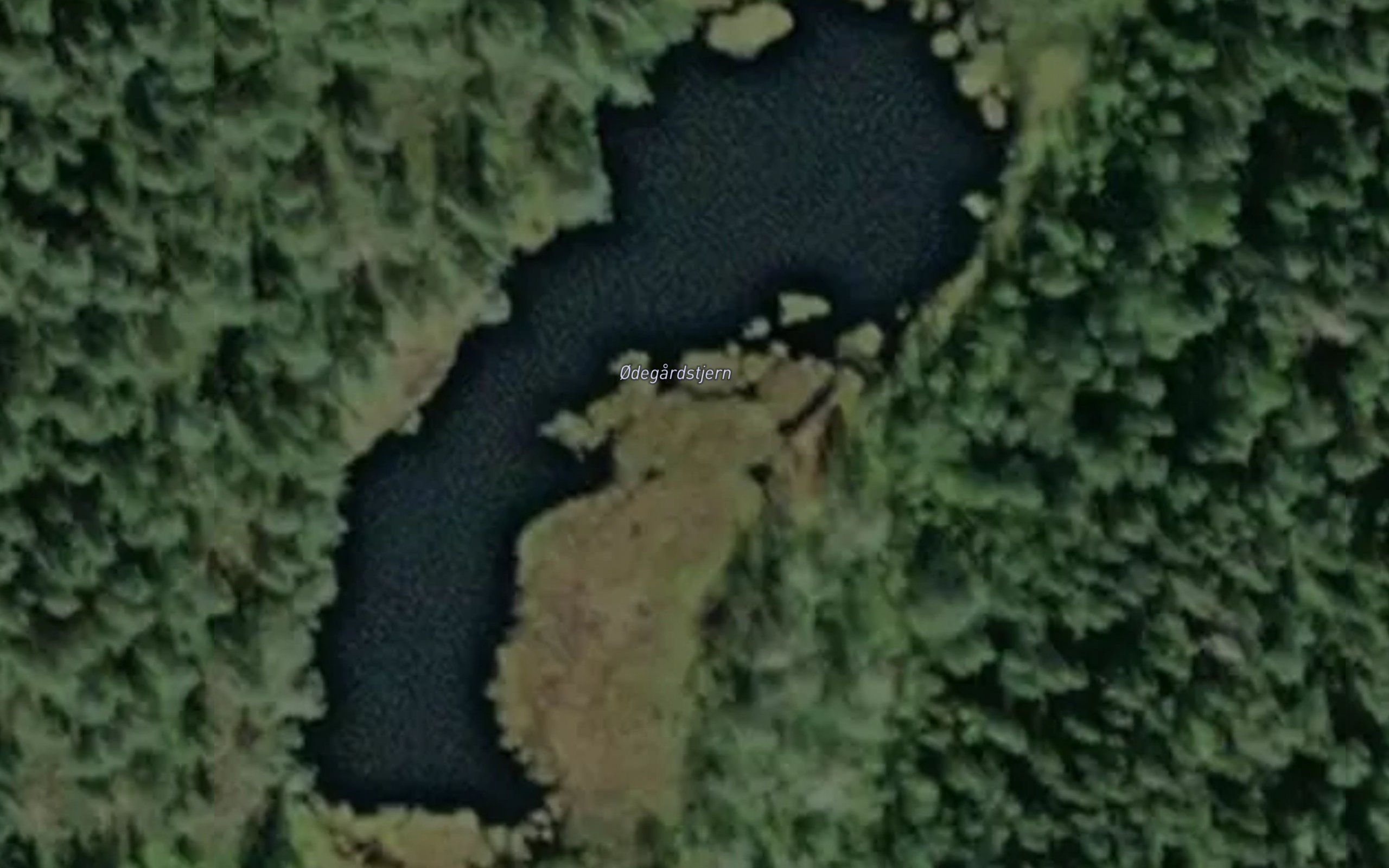 Odegardstjern