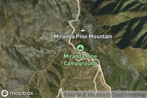 Miranda Pine Spring