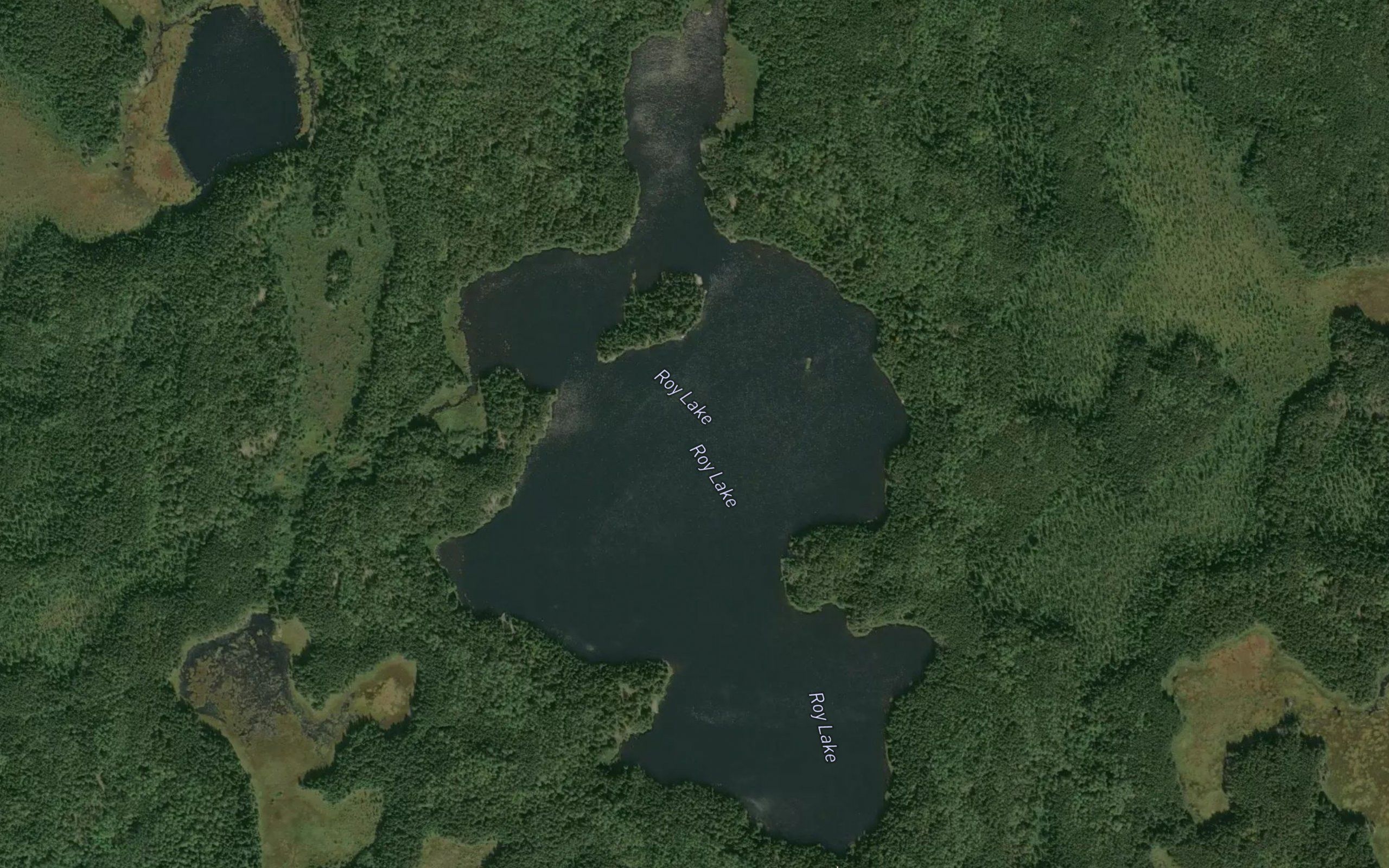 Roy Lake