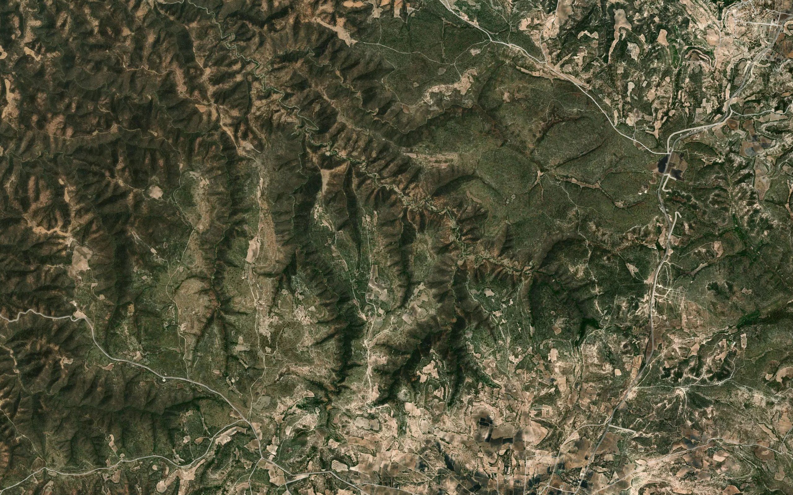 El Ahuehuete
