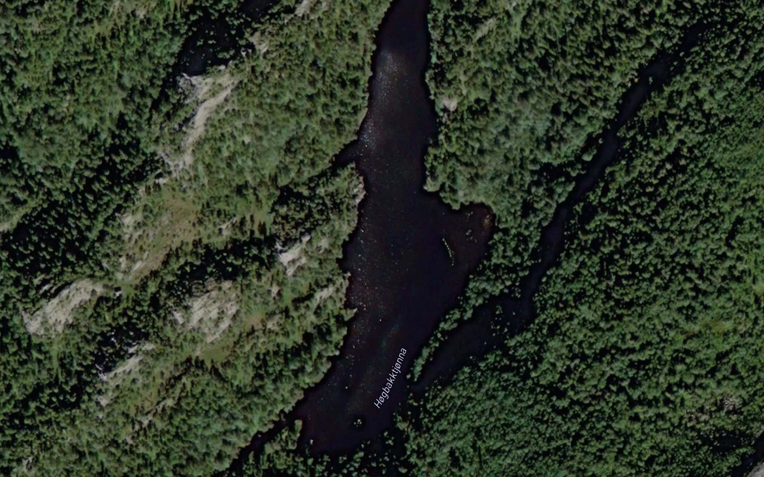 Hogbakktjorna