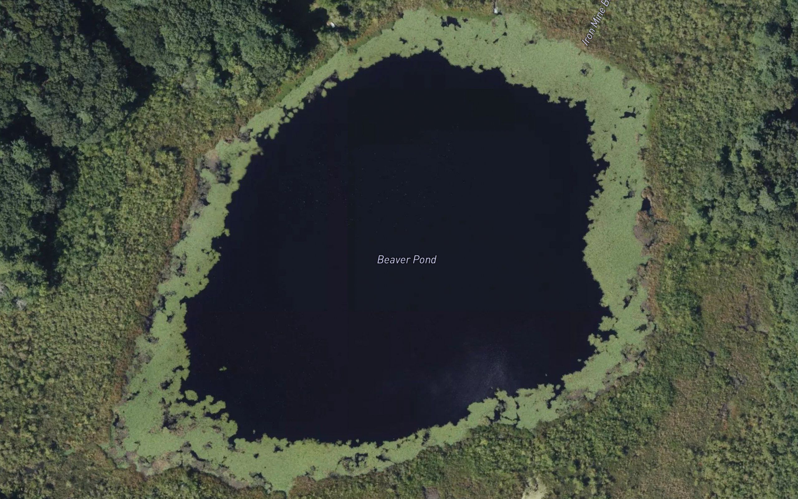 Beaver Pond