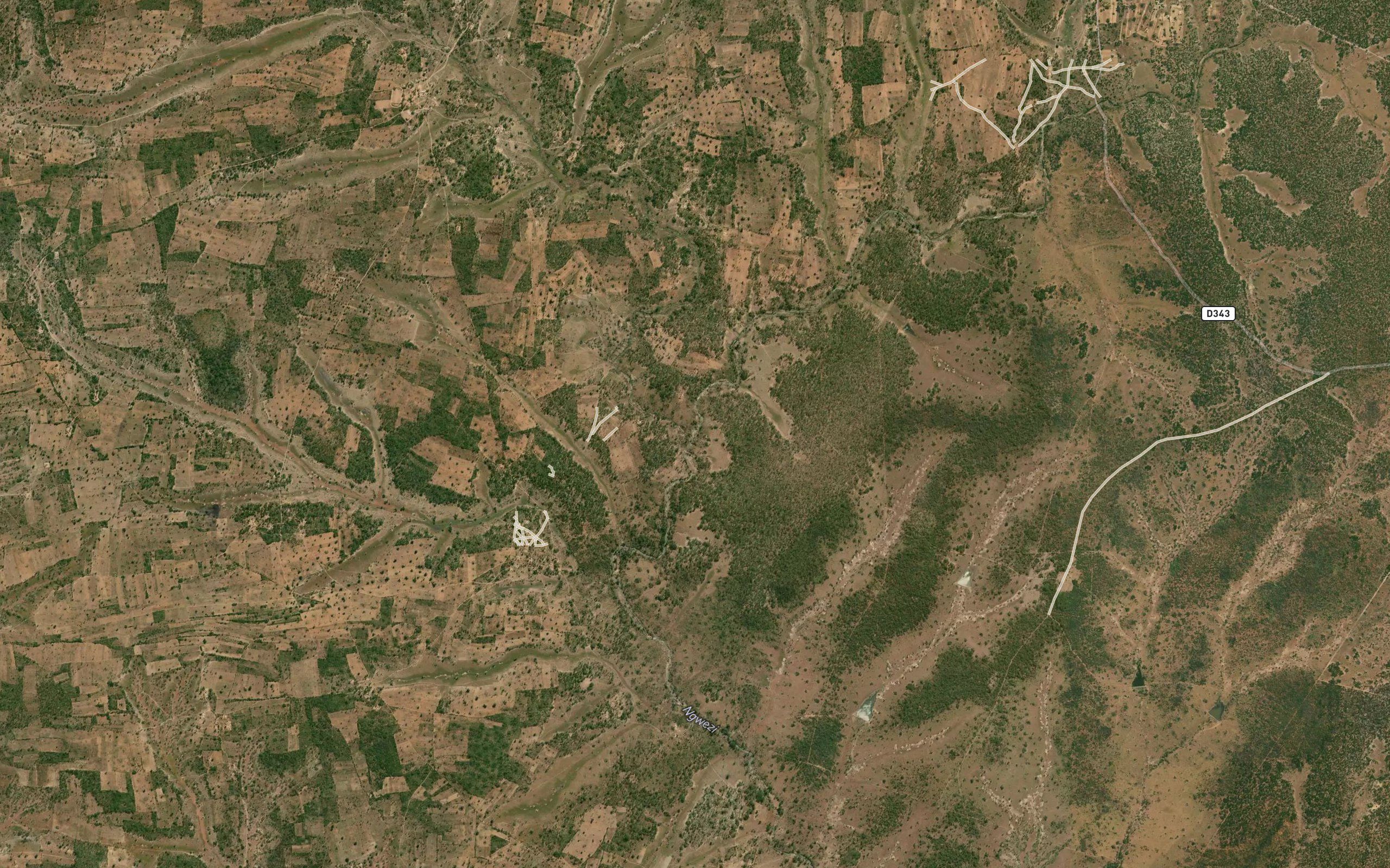 Kauwe