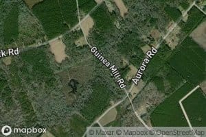 Pine Tree Swamp