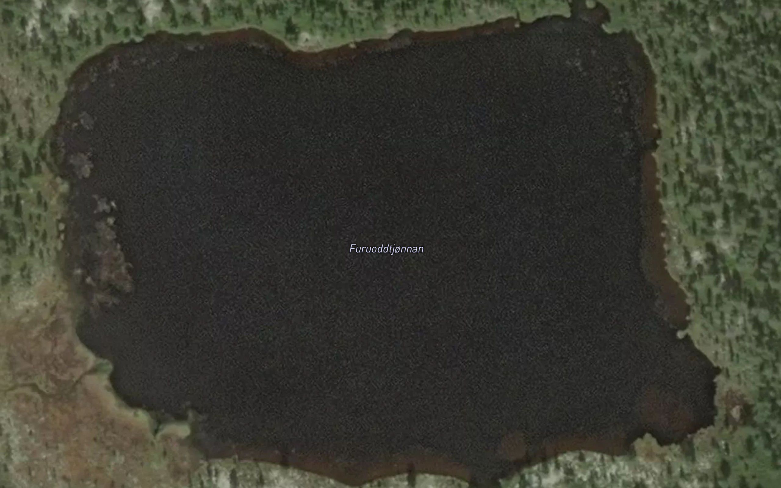 Furuoddtjornane