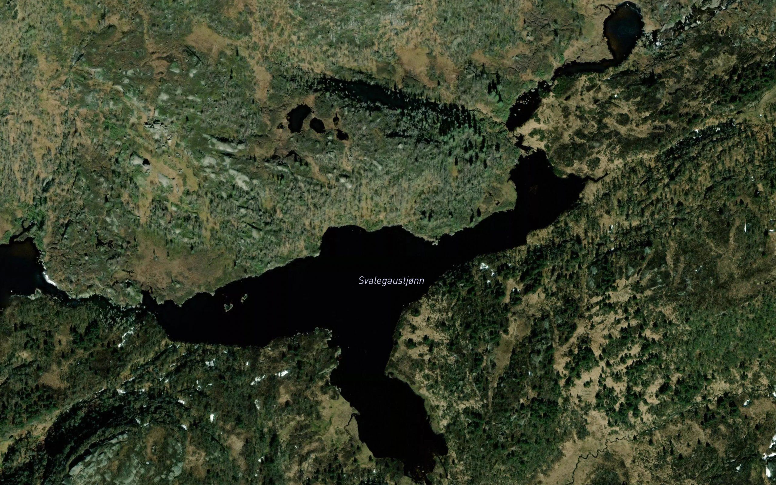 Svalegaustjorni