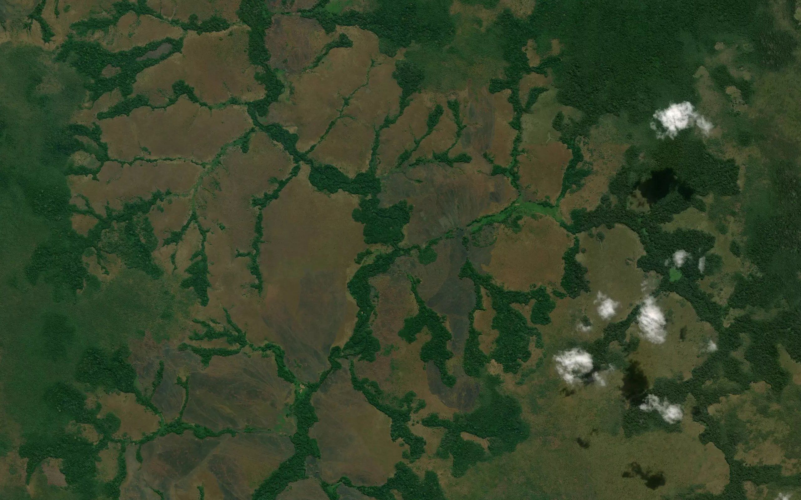 Kambamba