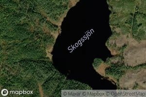 Skogssjon