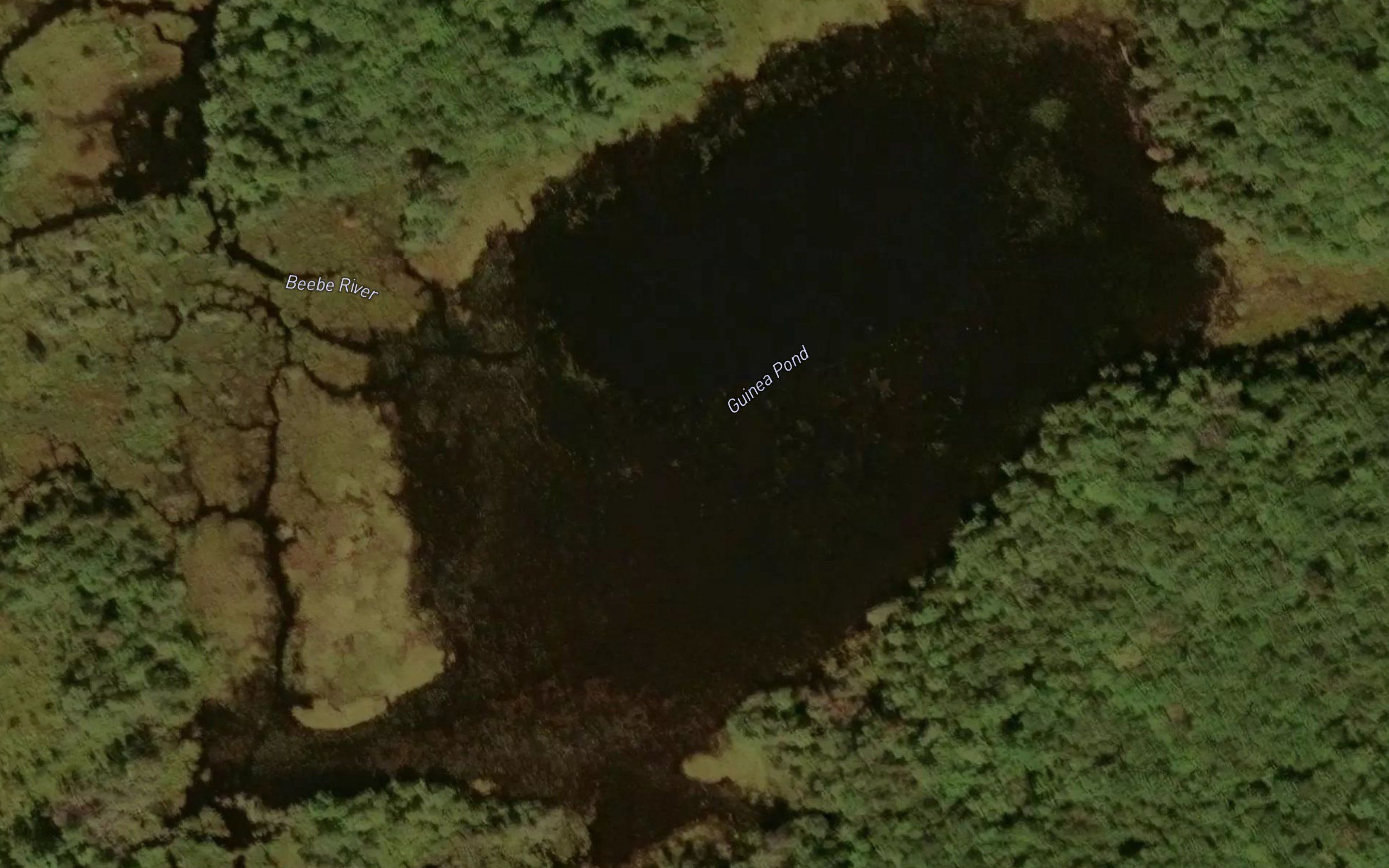 Guinea Pond