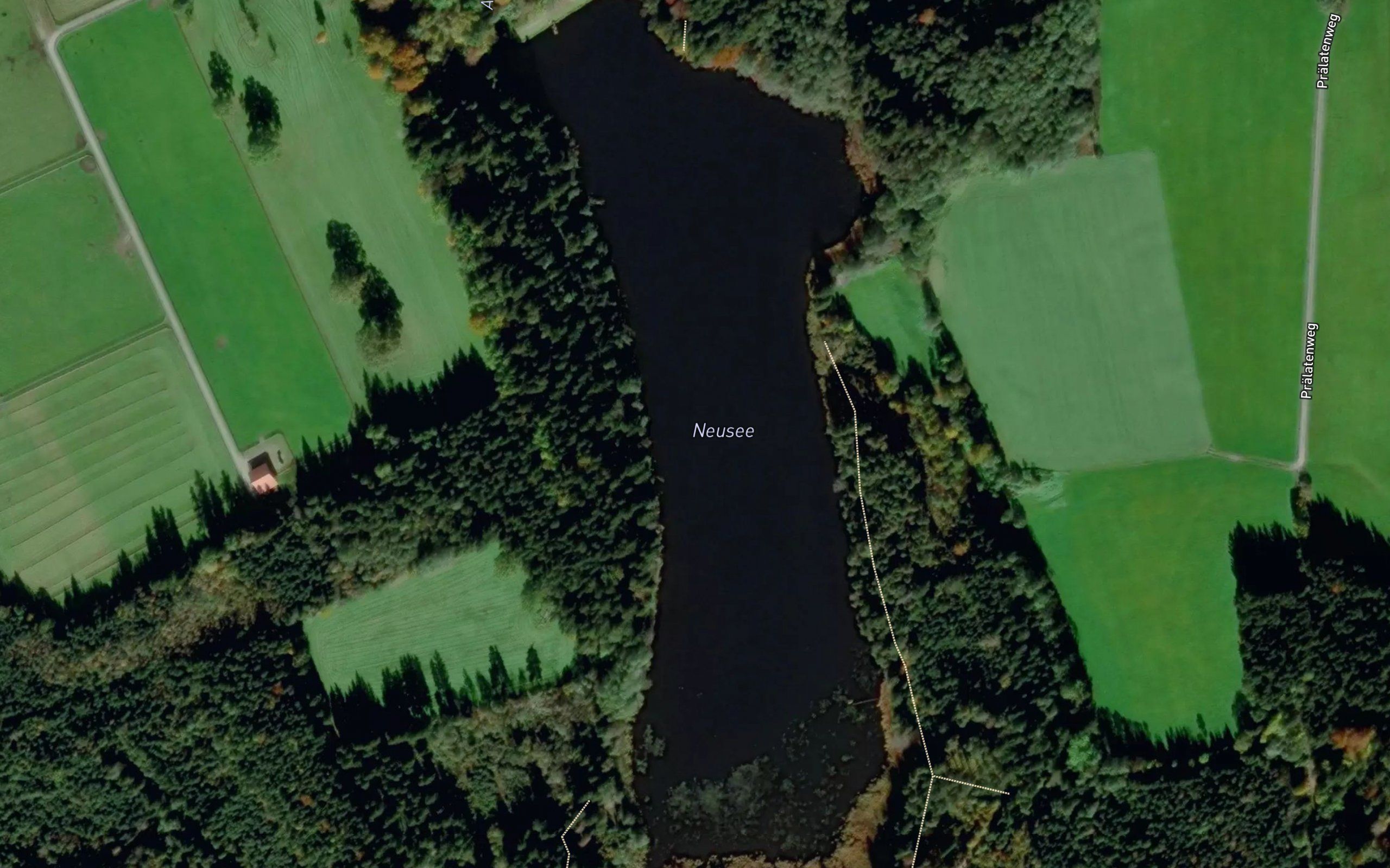 Neusee