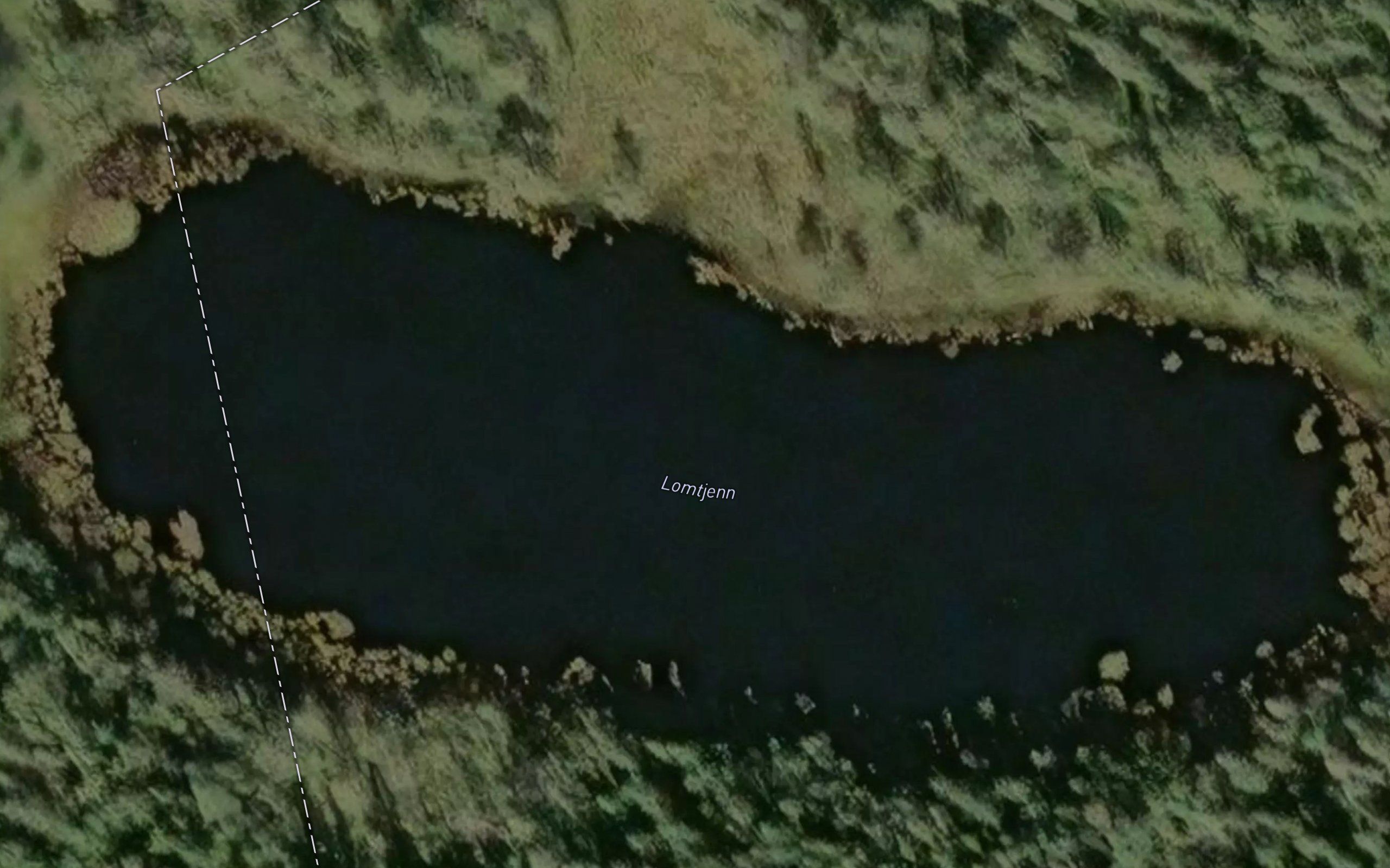 Lomtjern