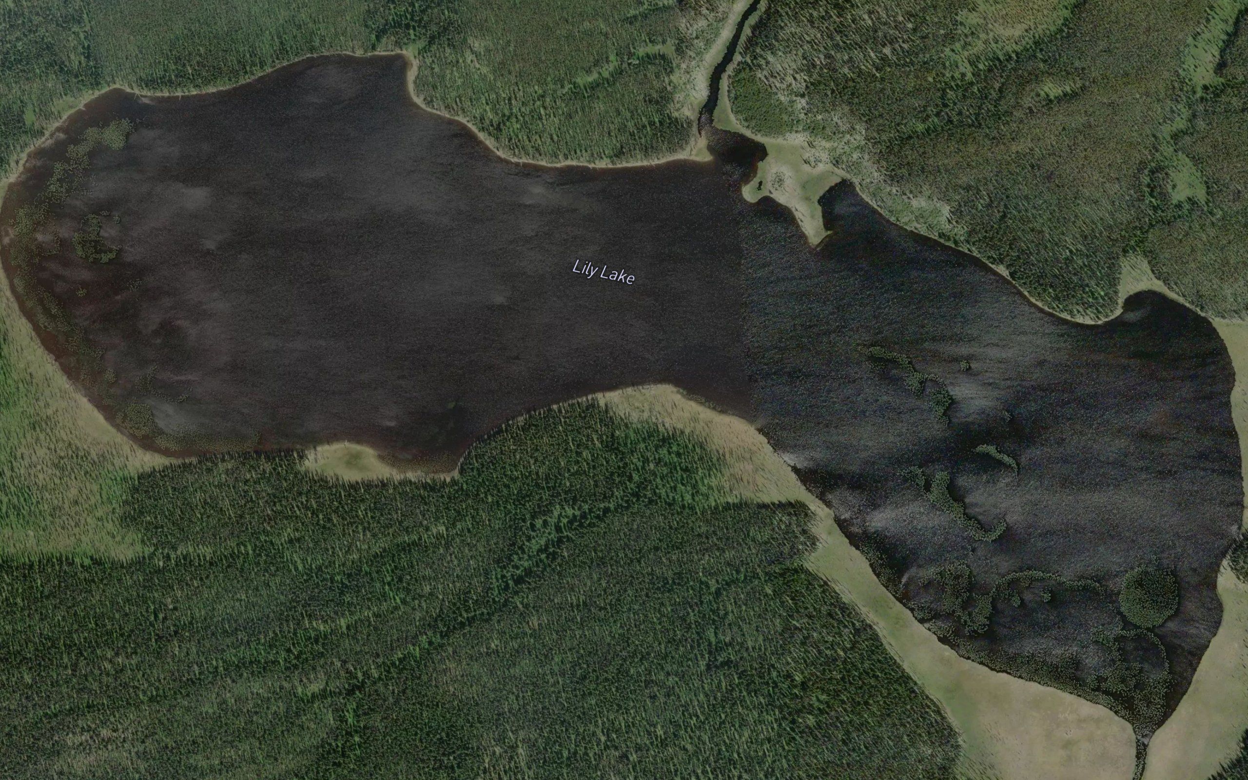 Lily Lake