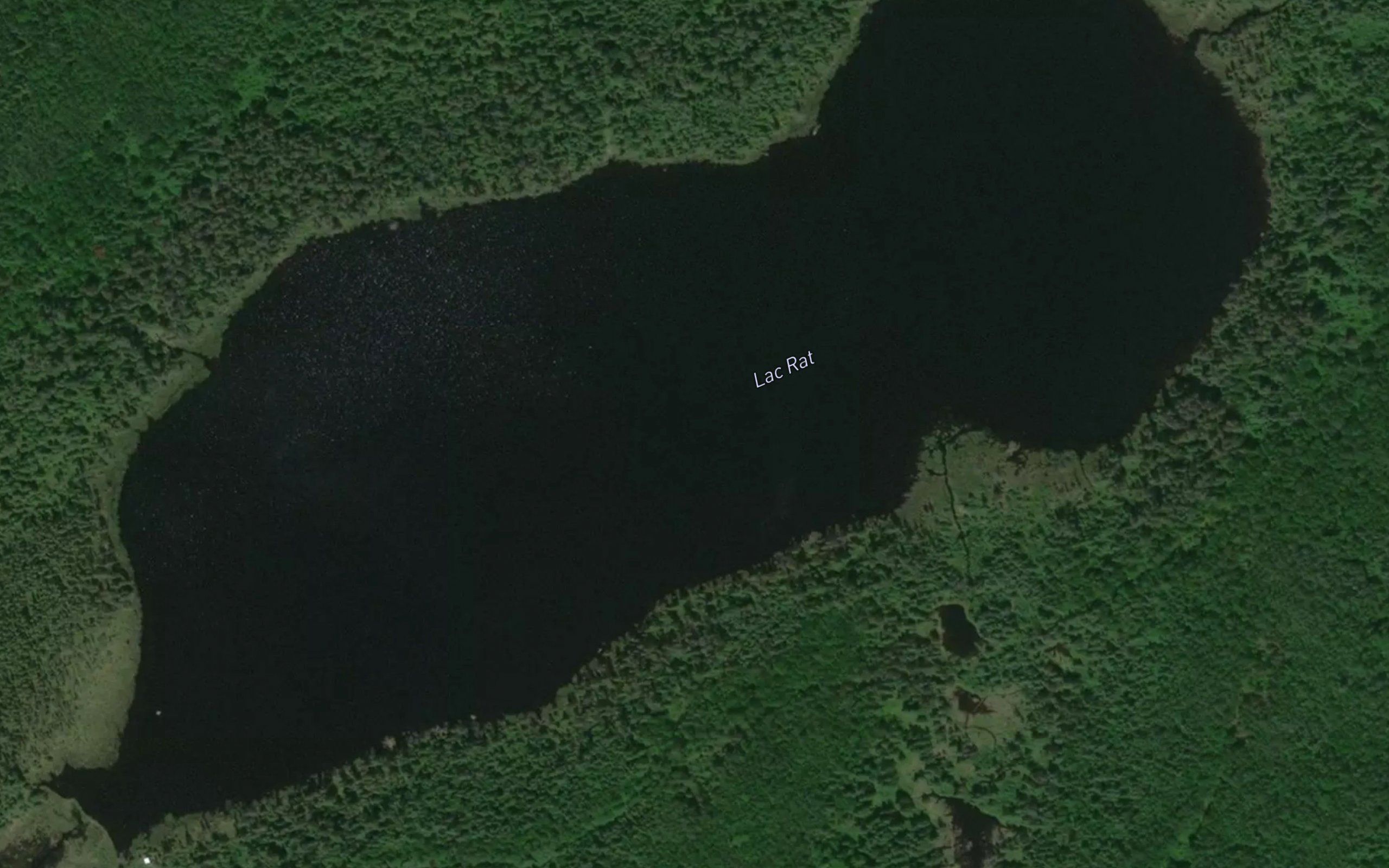 Lac Rat