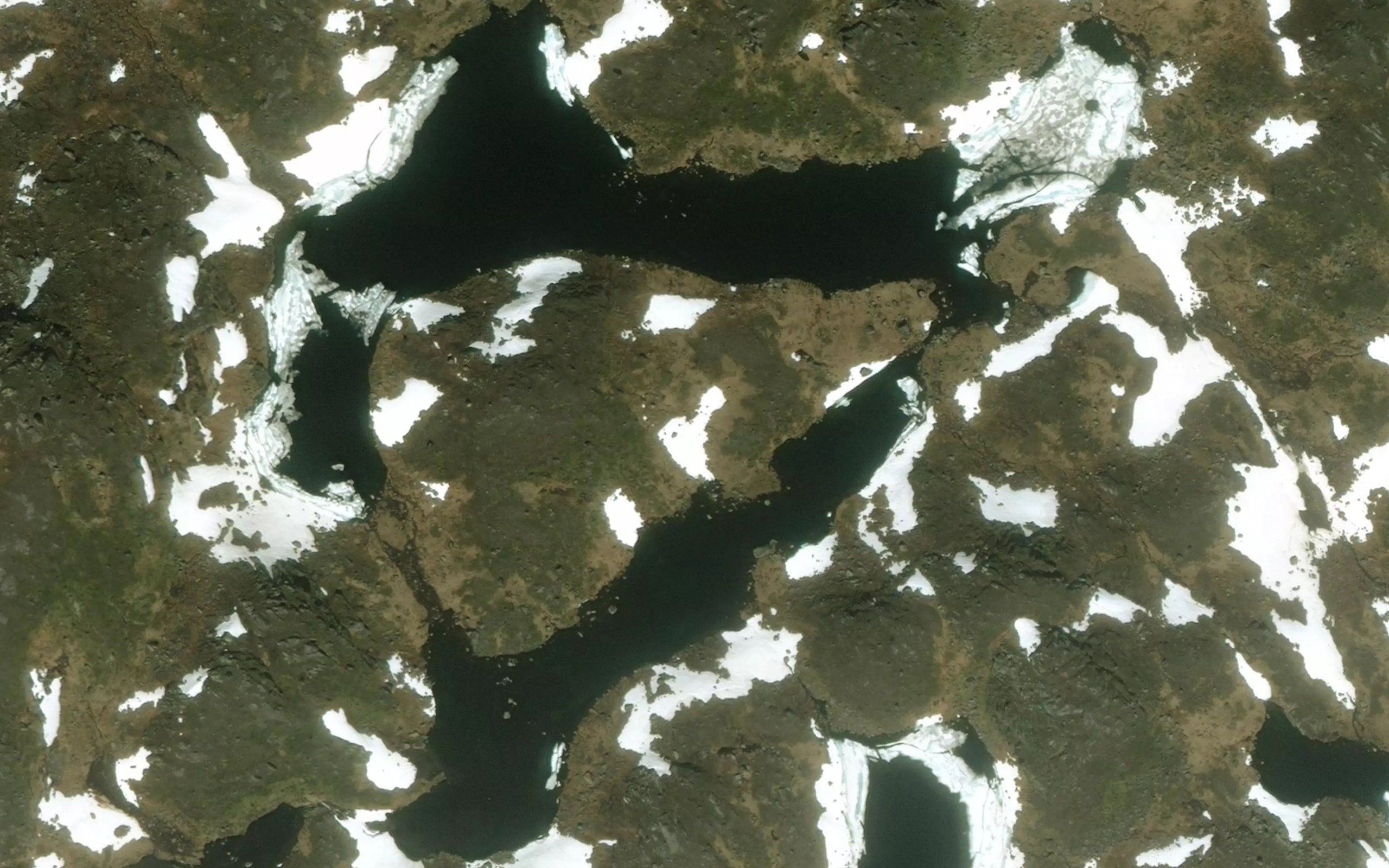 Hestskotjorni