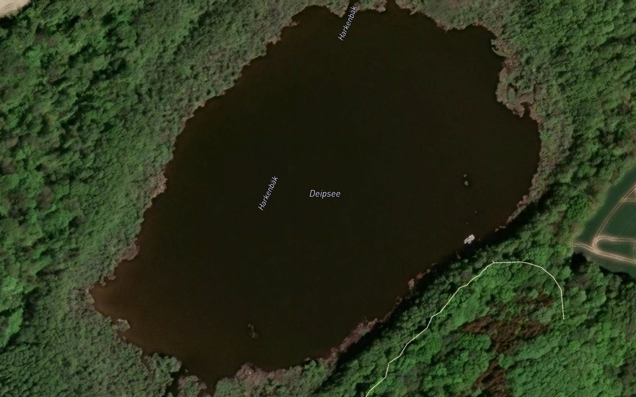 Deipsee