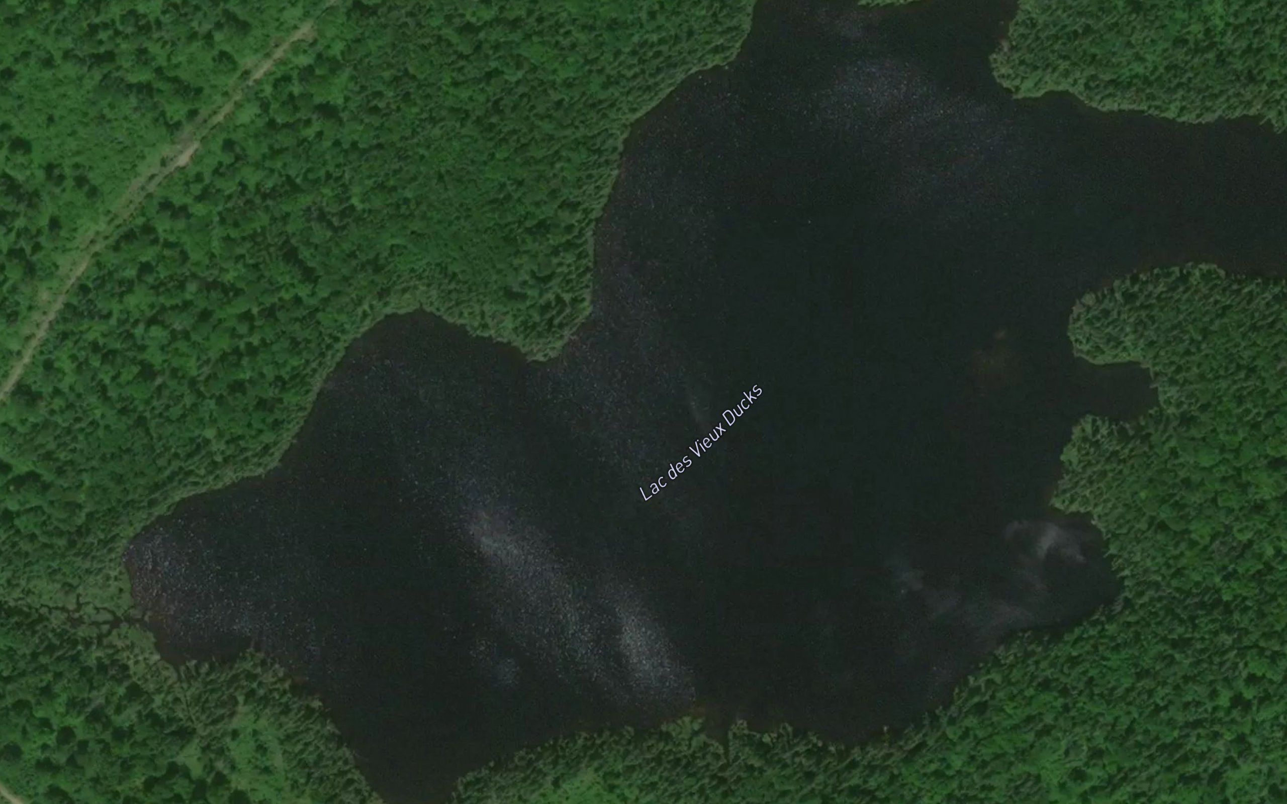 Lac des Vieux Ducks