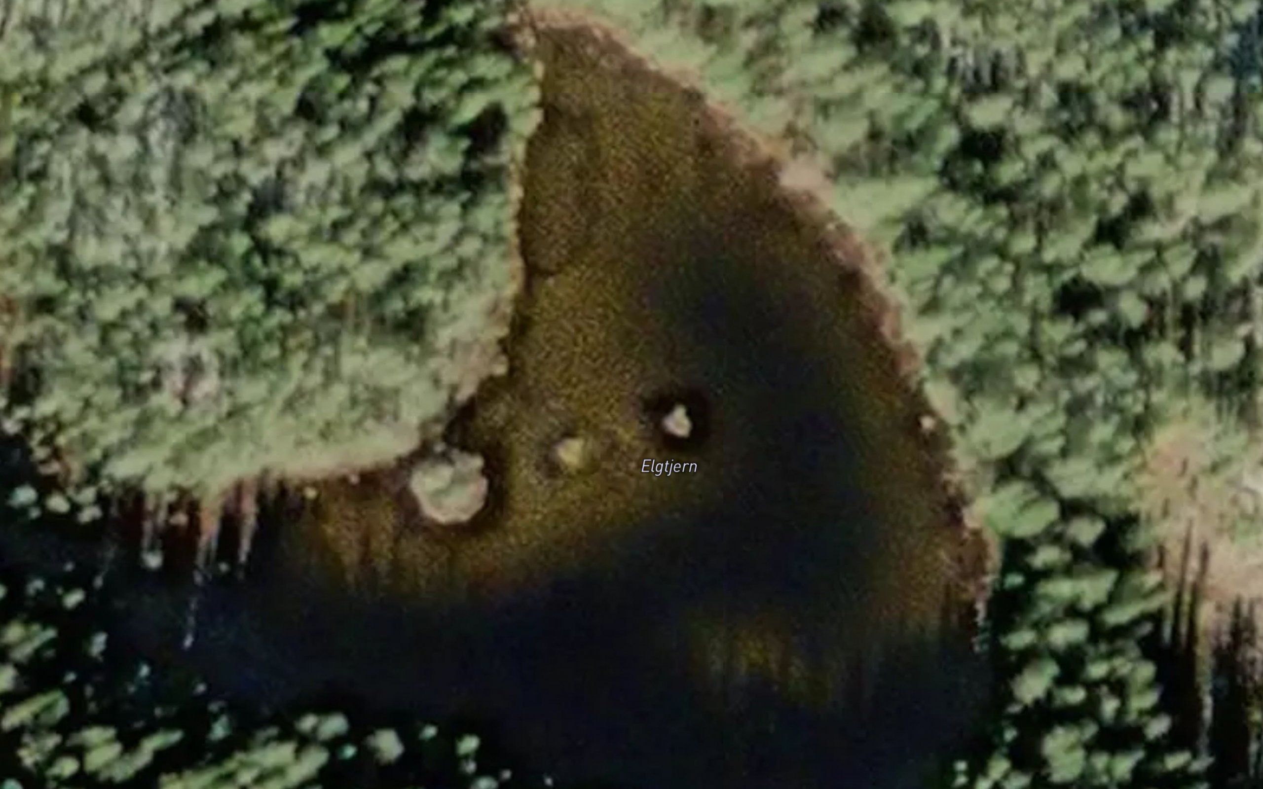 Elgtjern
