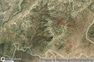 Ponderosa Pine Spring