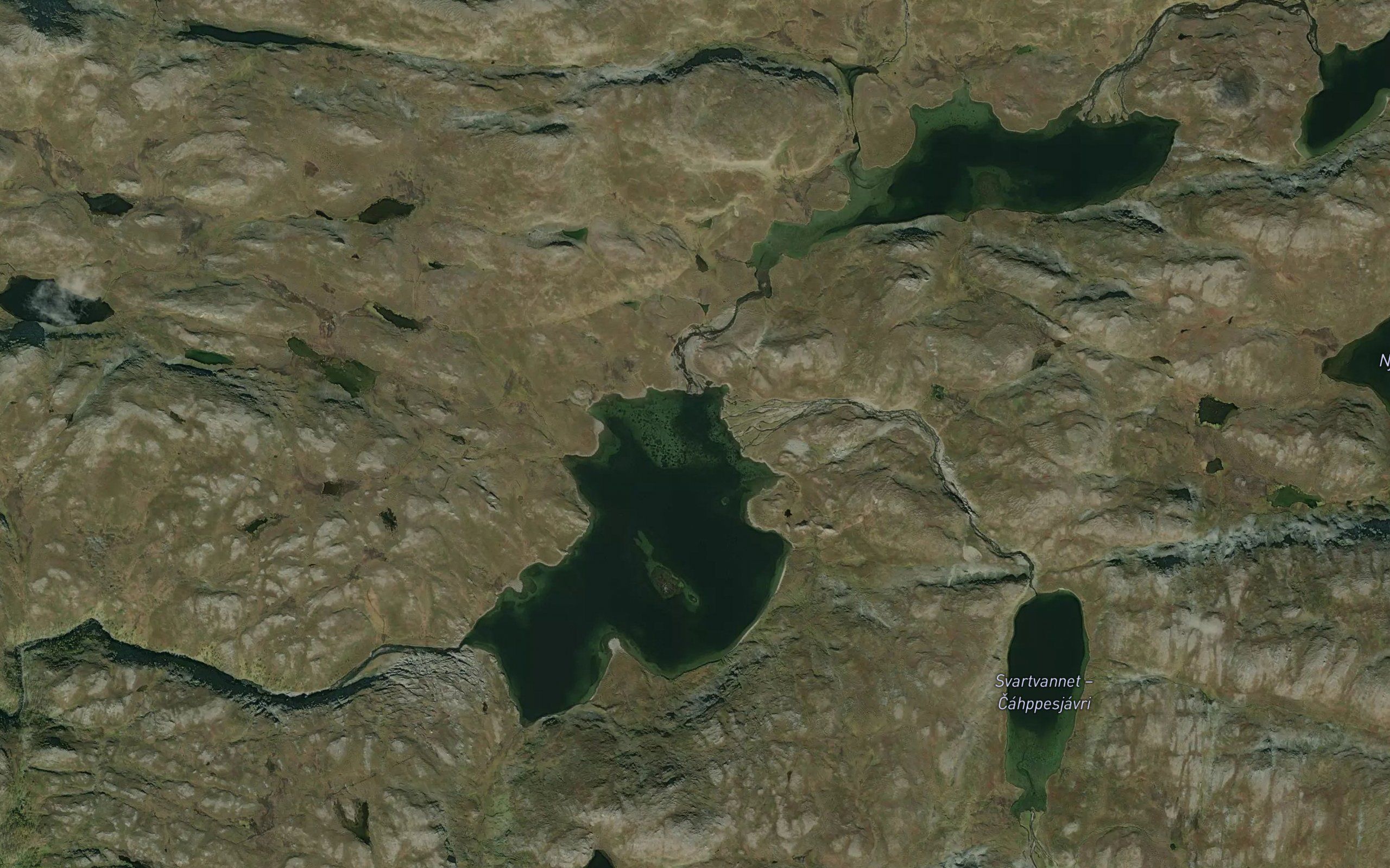 Sarvesjakjavrit
