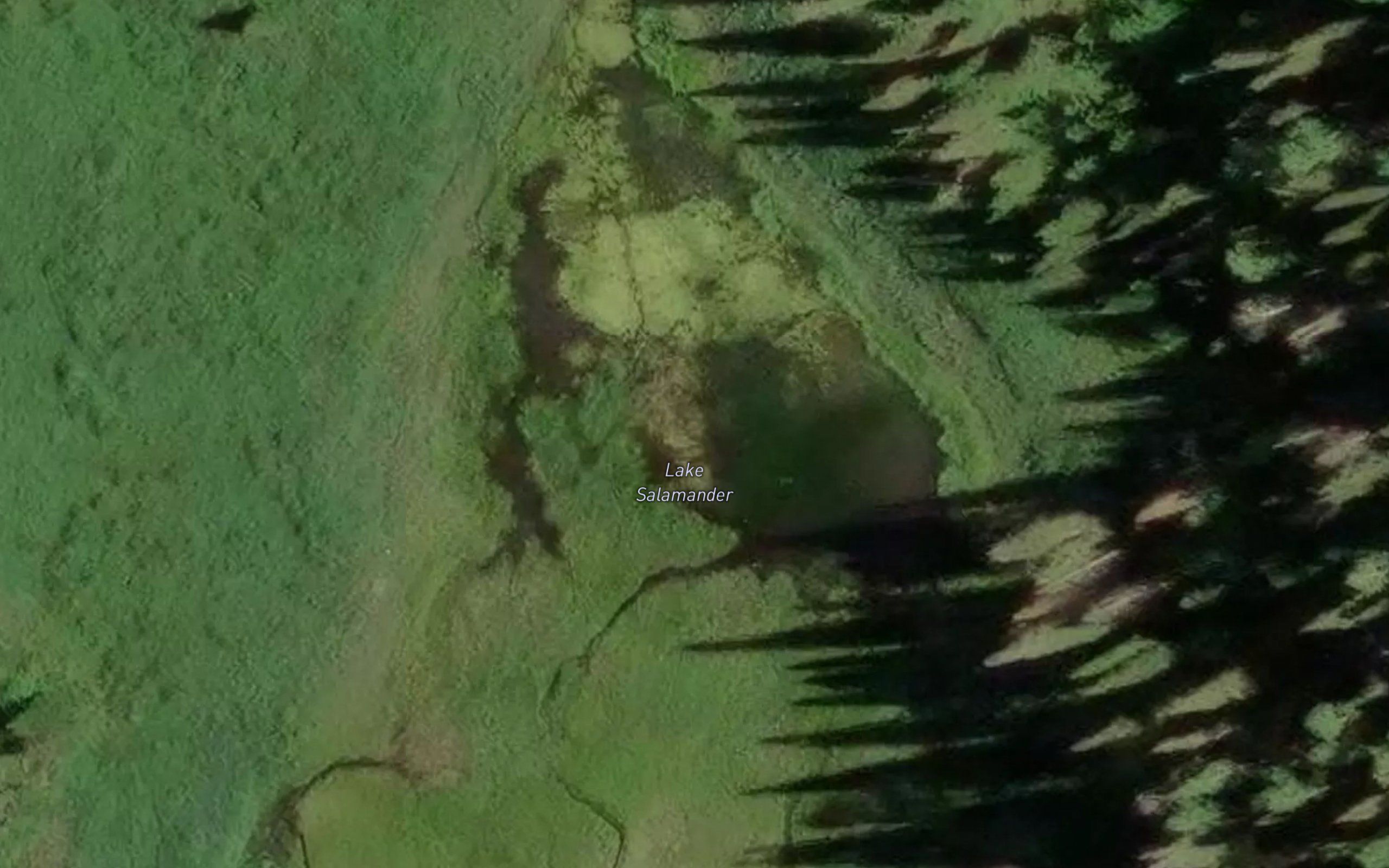 Lake Salamander