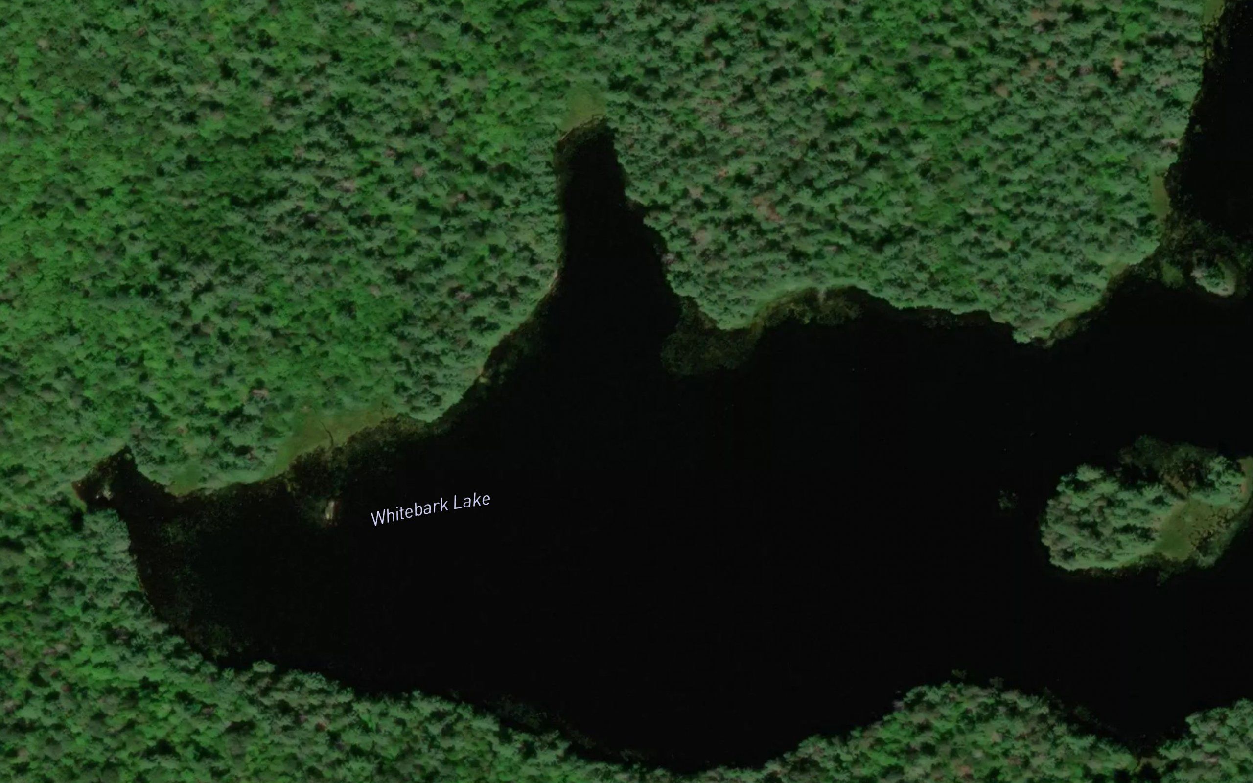 Whitebark Lake