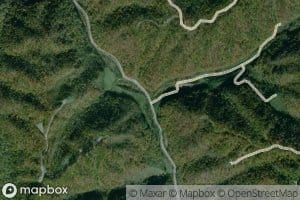Big Spruce Pine Branch