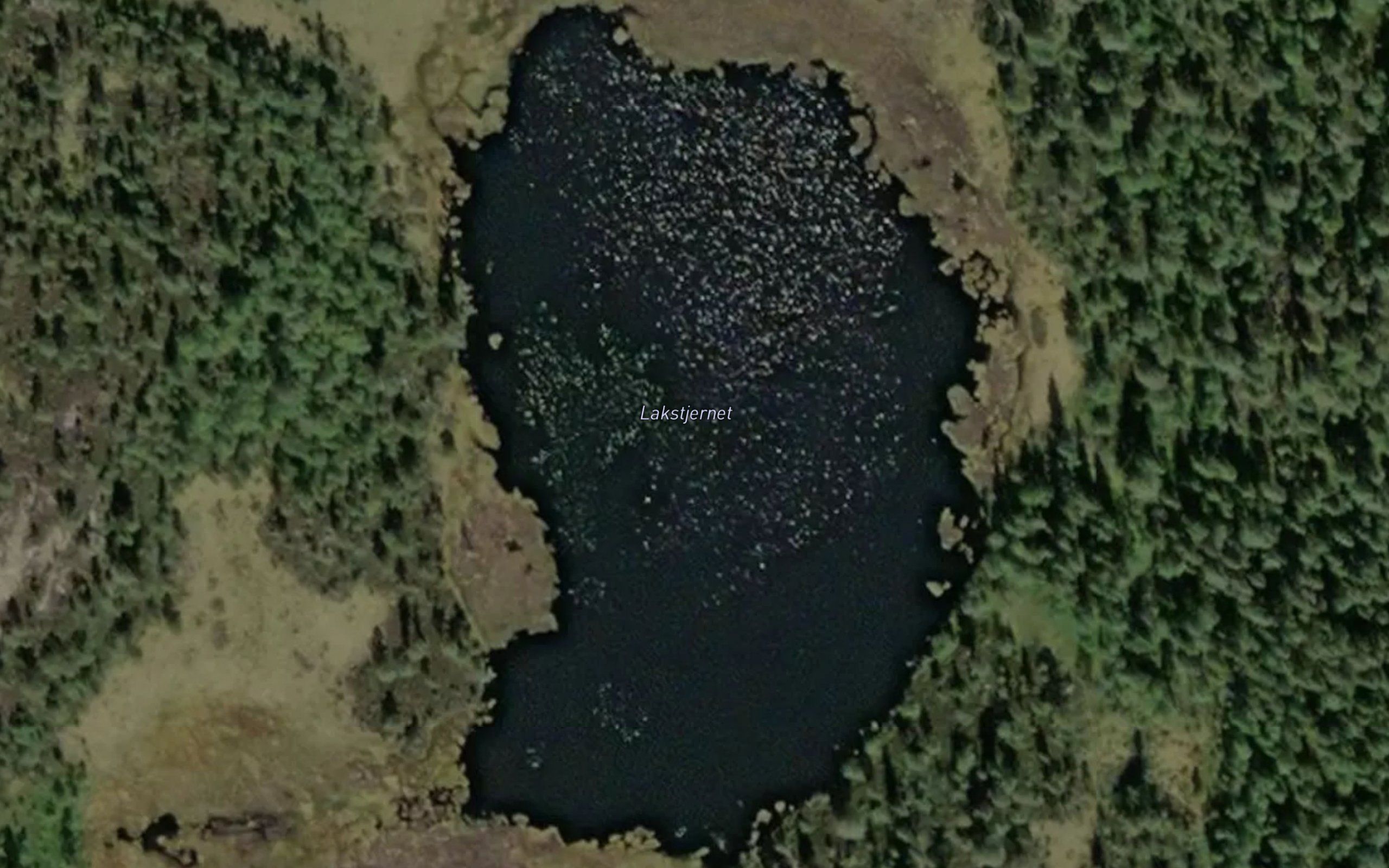 Lakstjernet