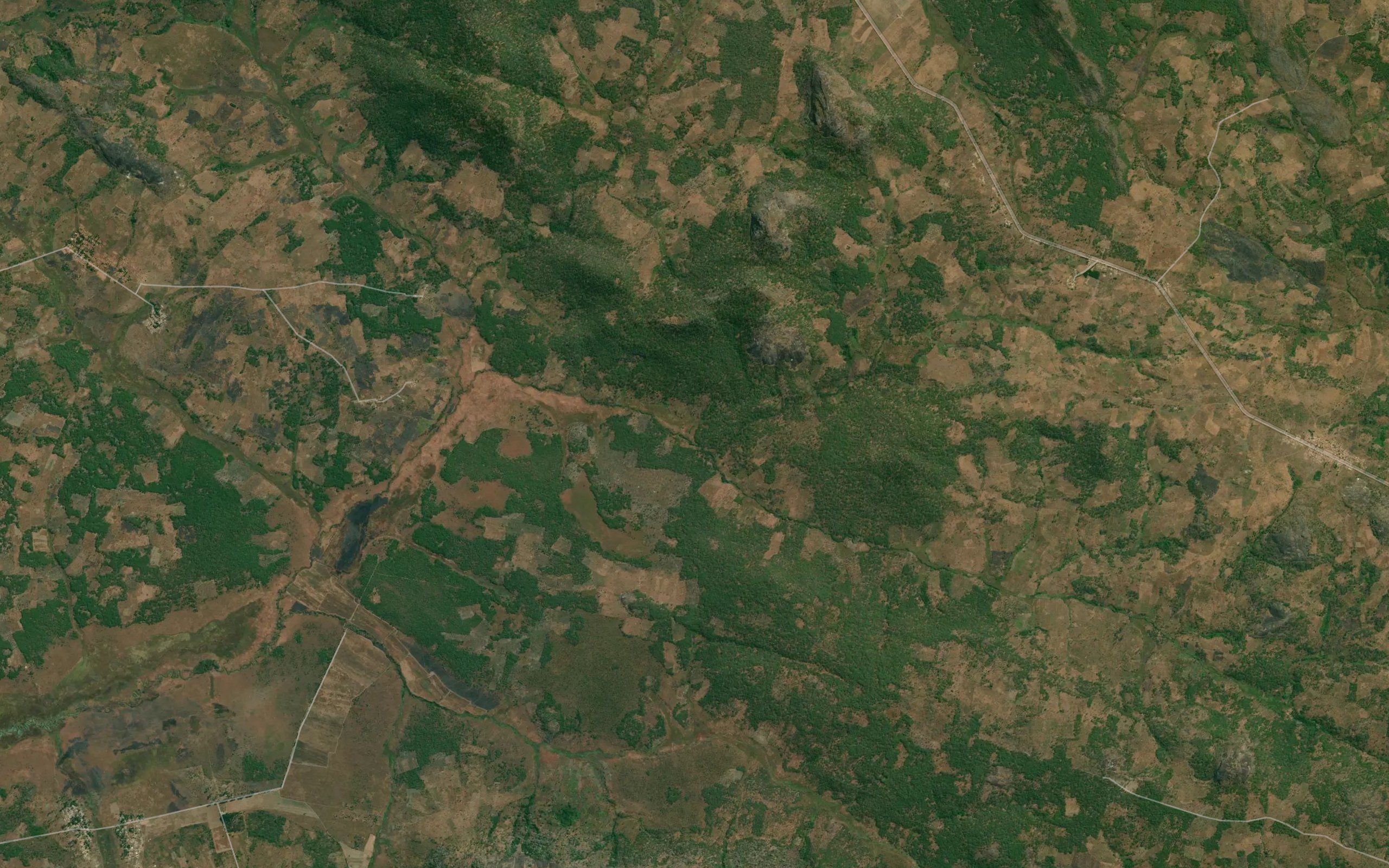 Mbungo