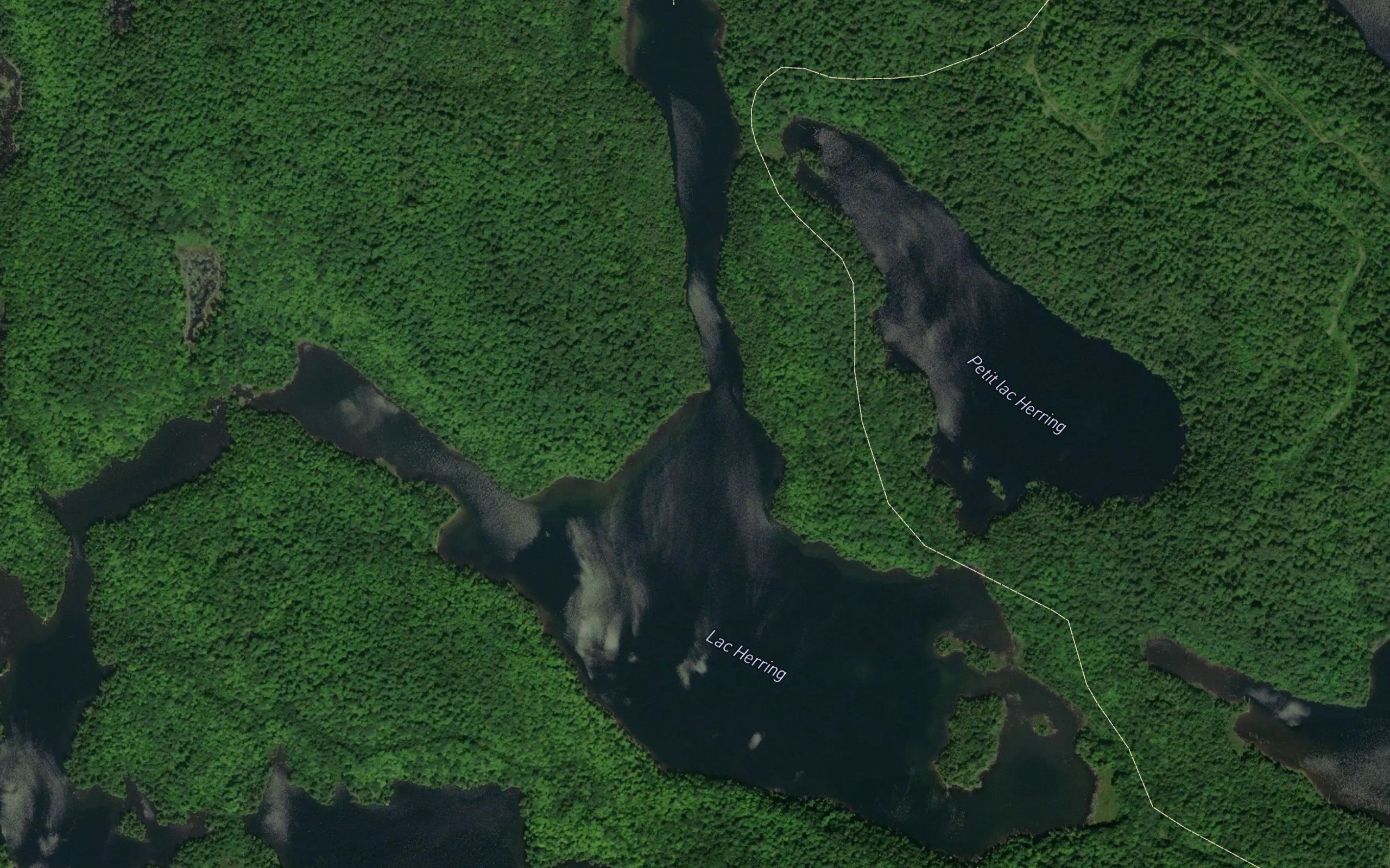 Lac Herring