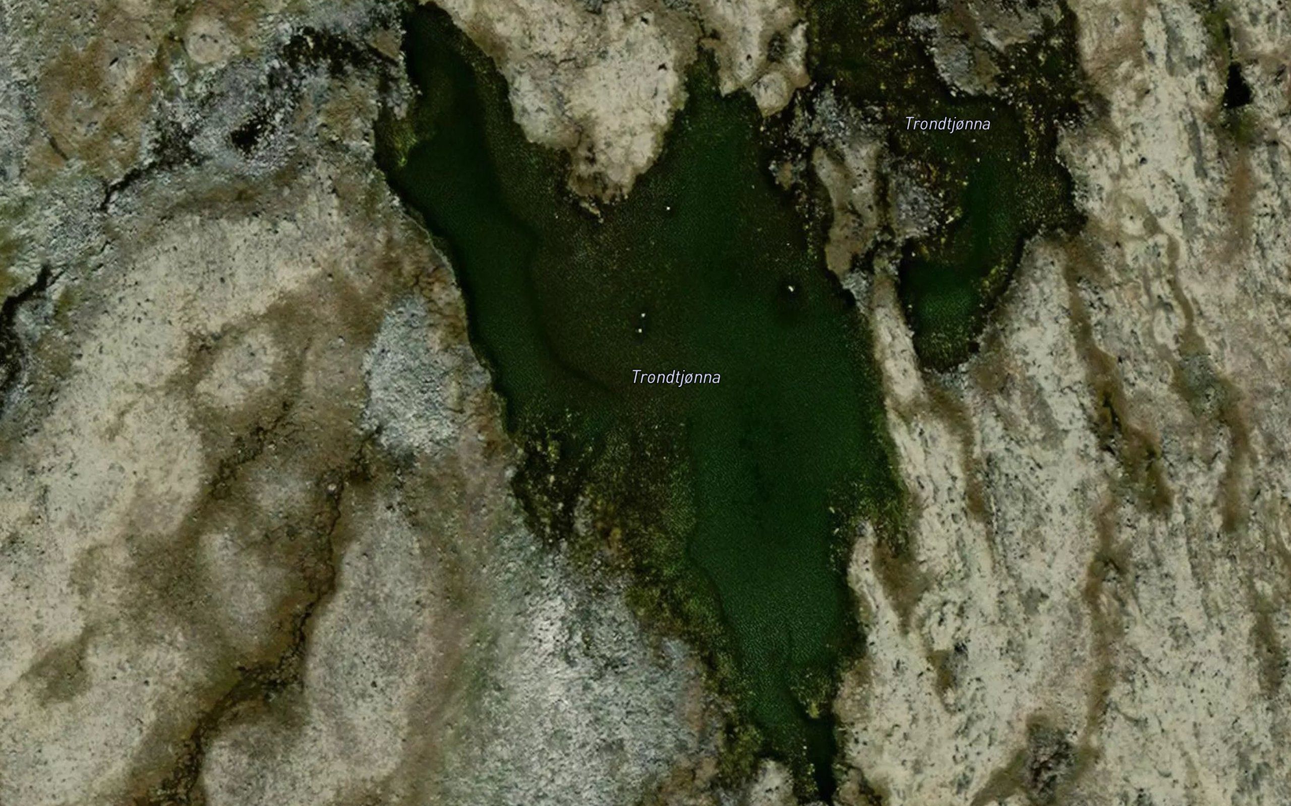 Trontjorna