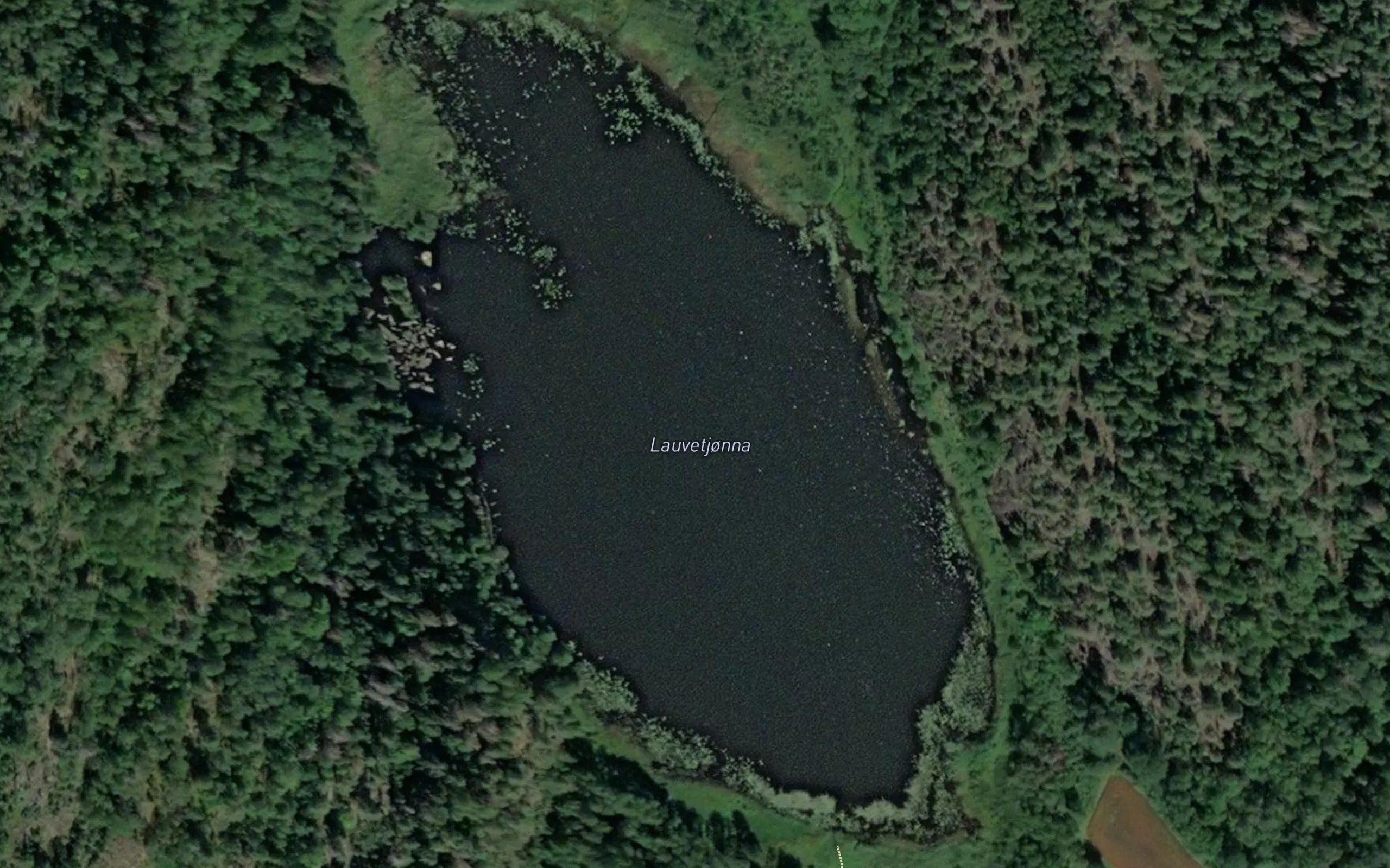 Lauvetjerna