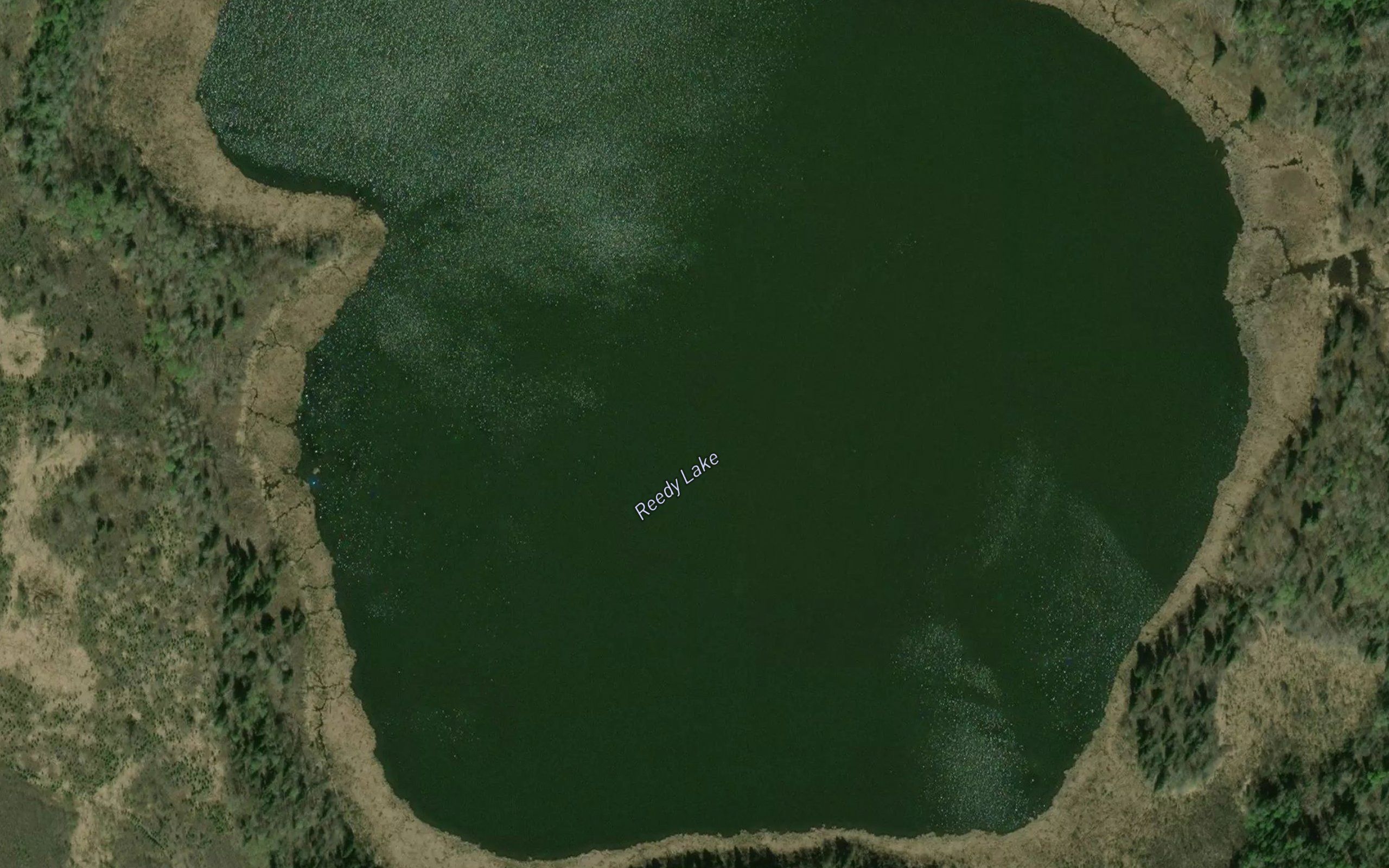 Reedy Lake
