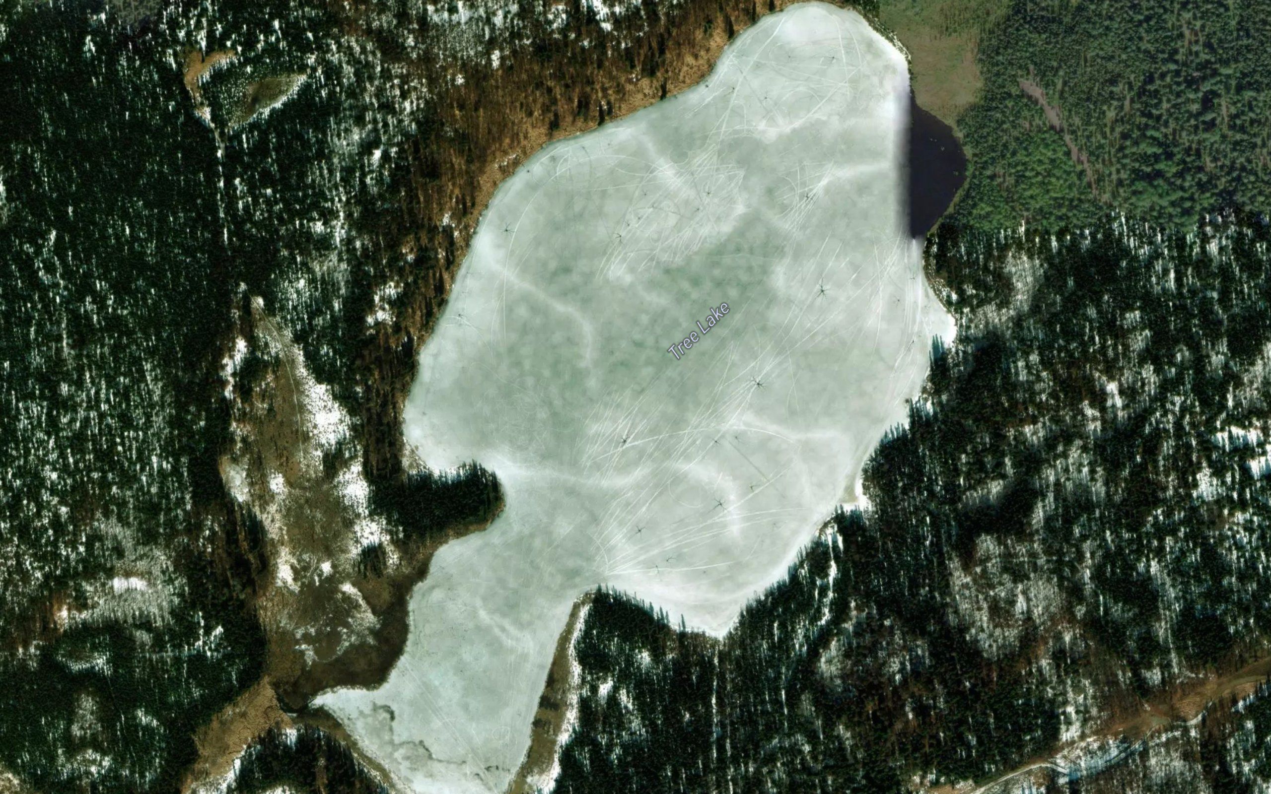 Tree Lake
