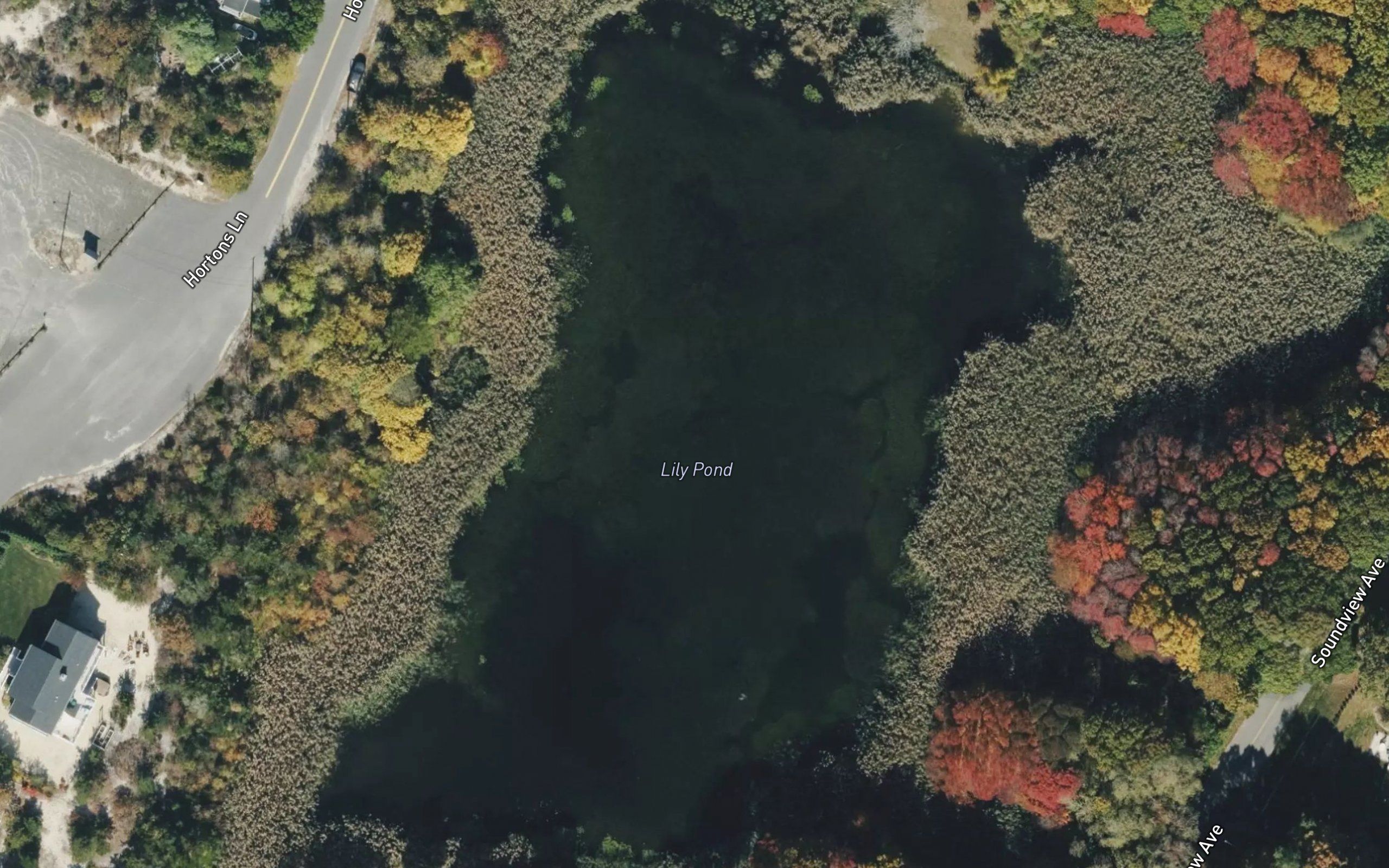 Lilly Pond