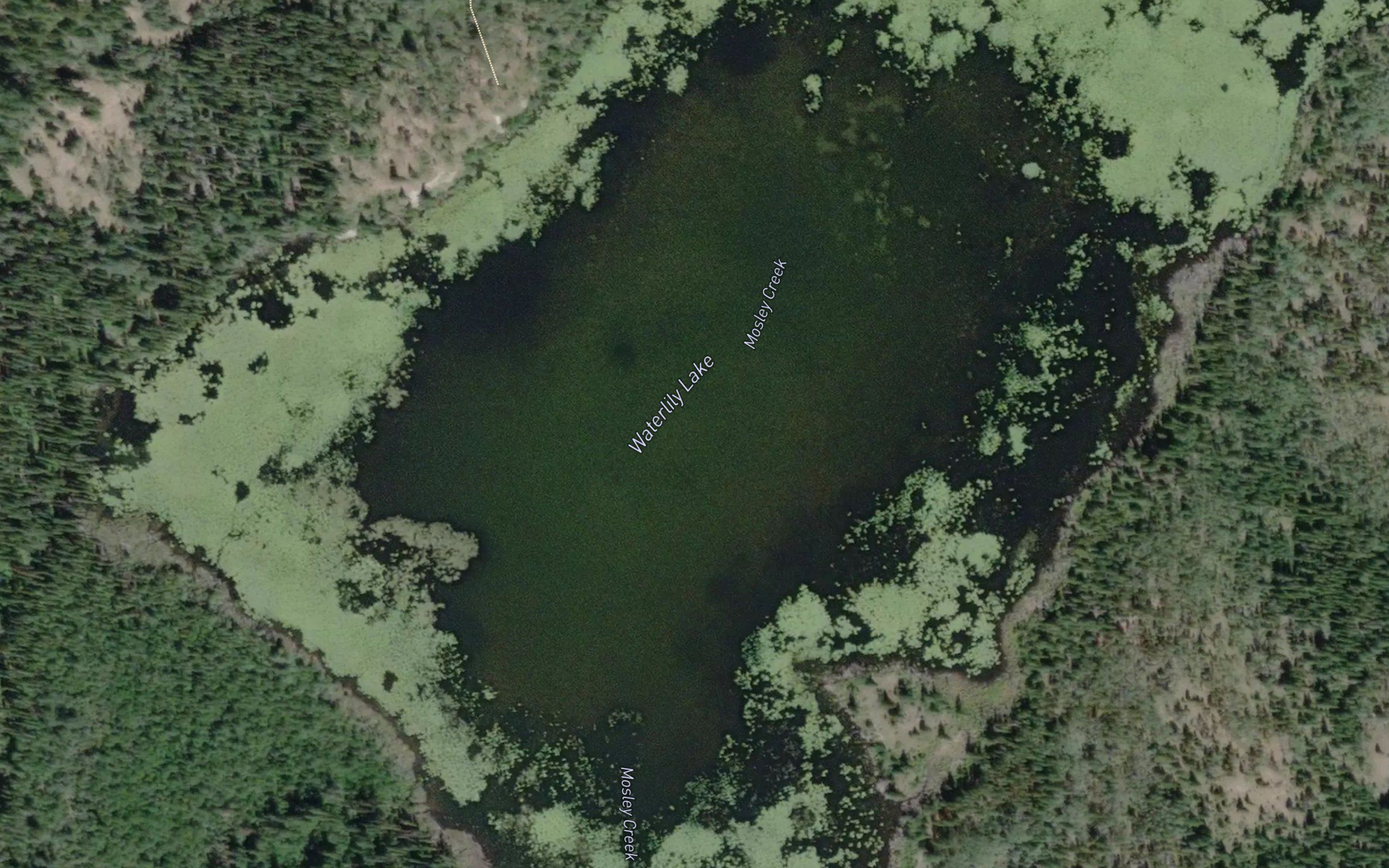 Waterlily Lake