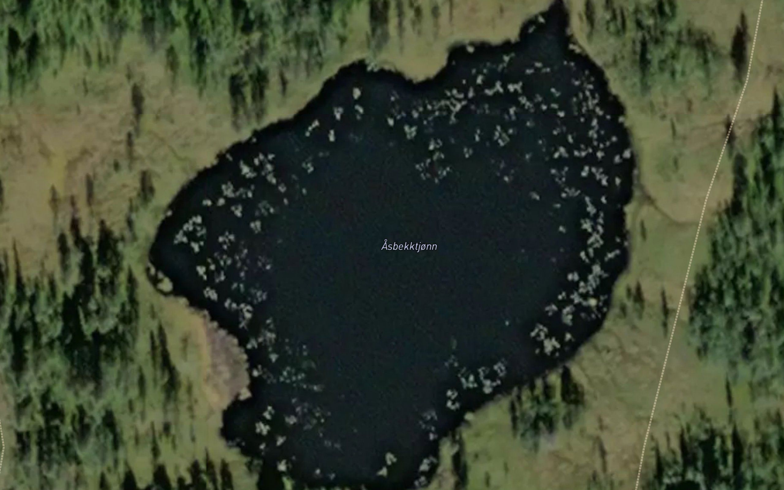 Asboktjorni