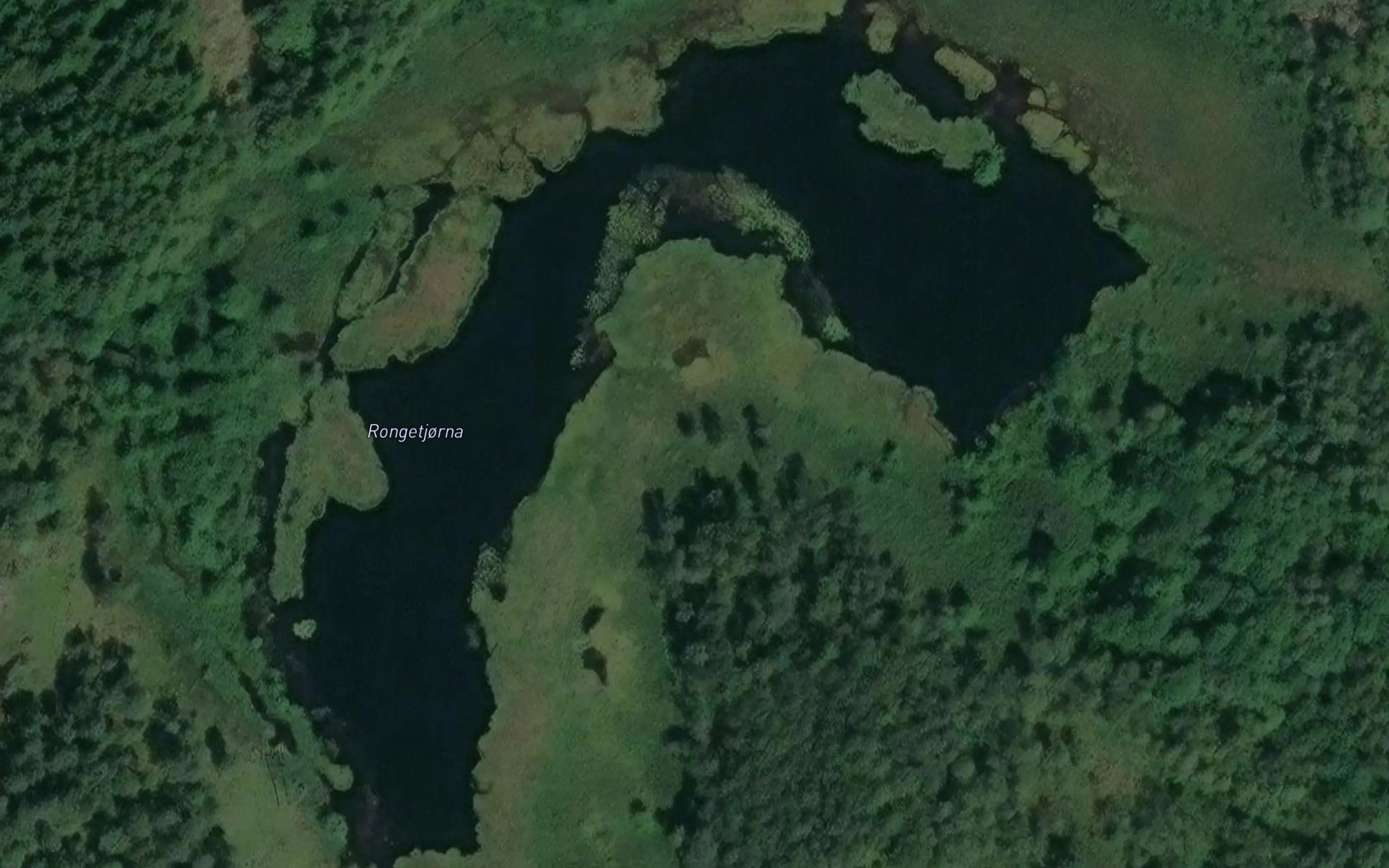 Rongetjorna