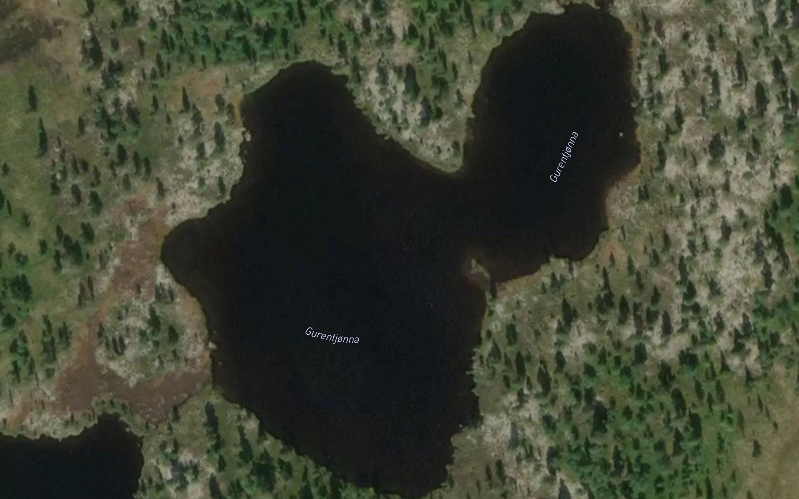 Gurentjorna