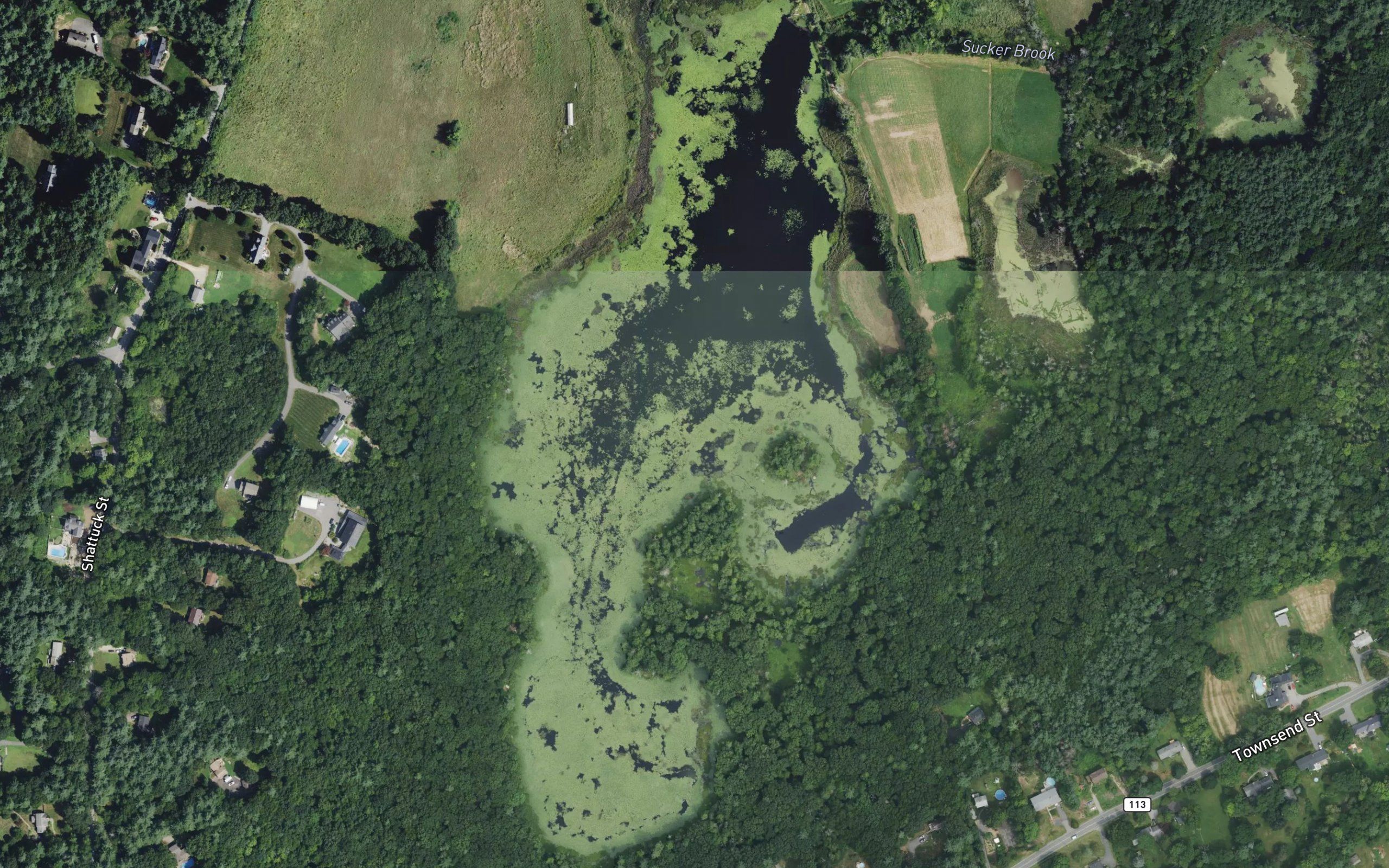 Coon Tree Pond
