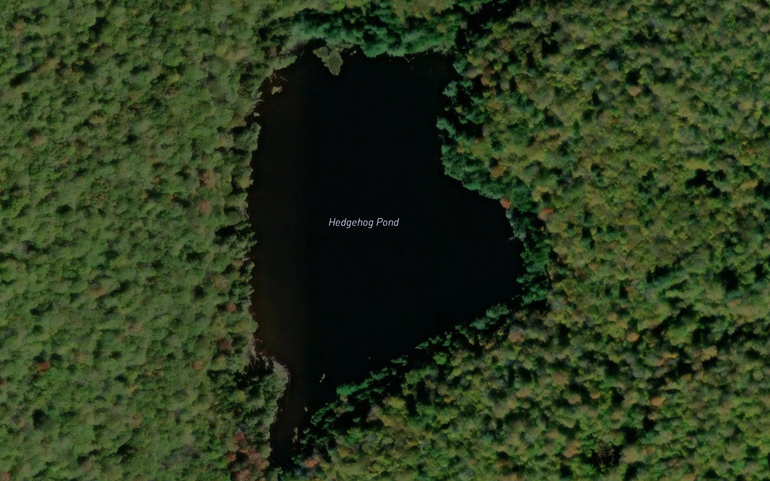 Hedgehog Pond