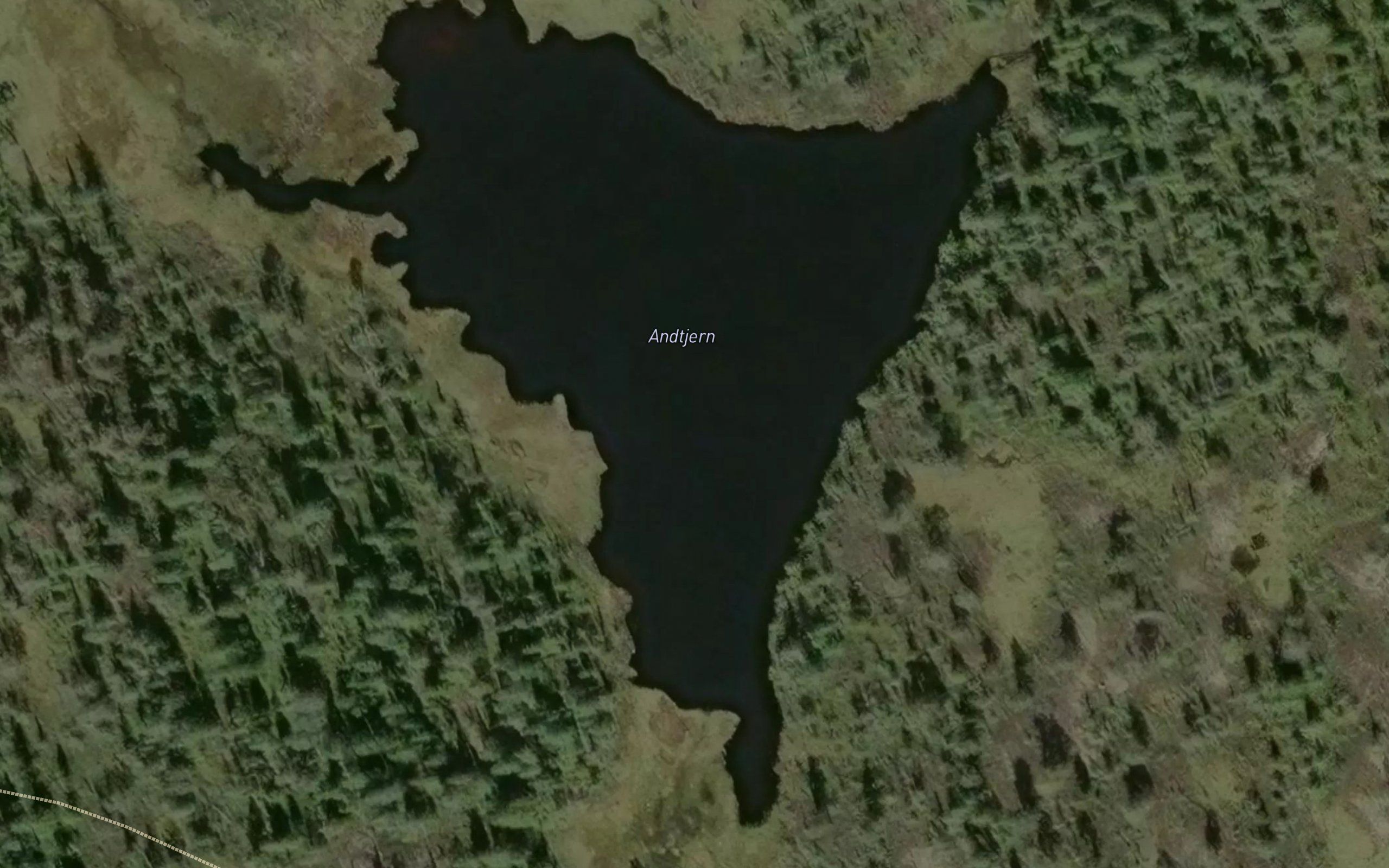 Andtjern