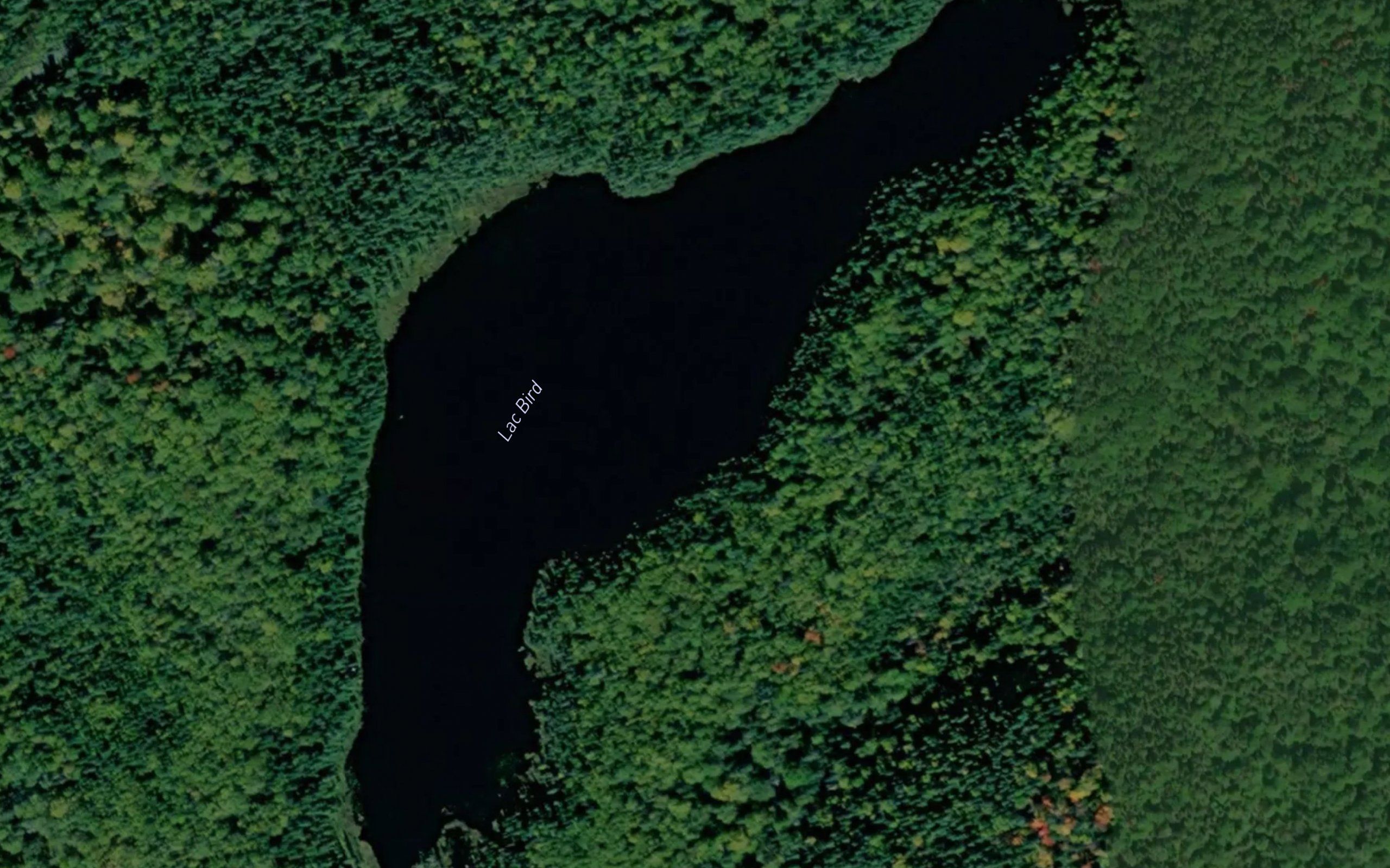 Lac Bird