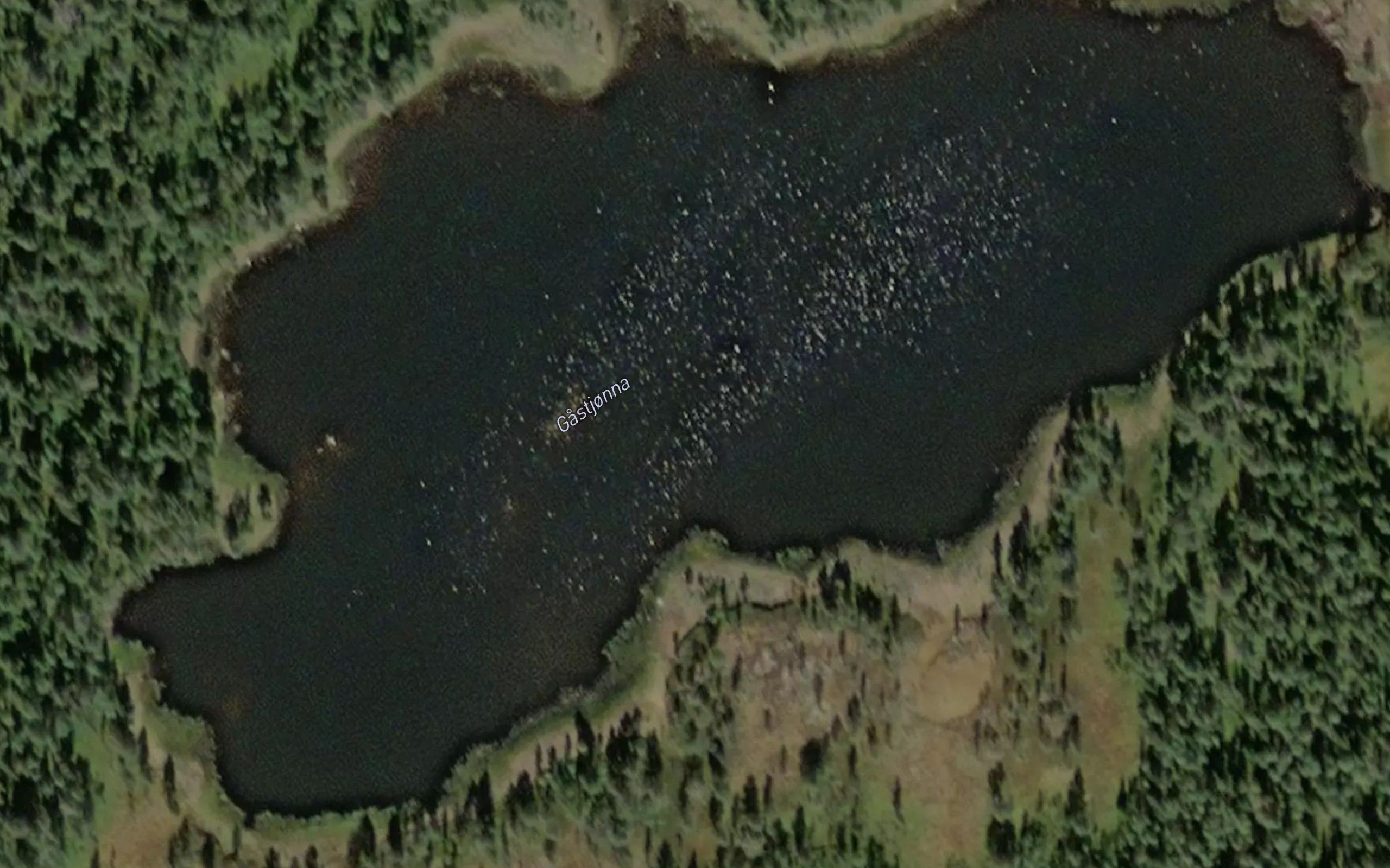 Storgastjorna